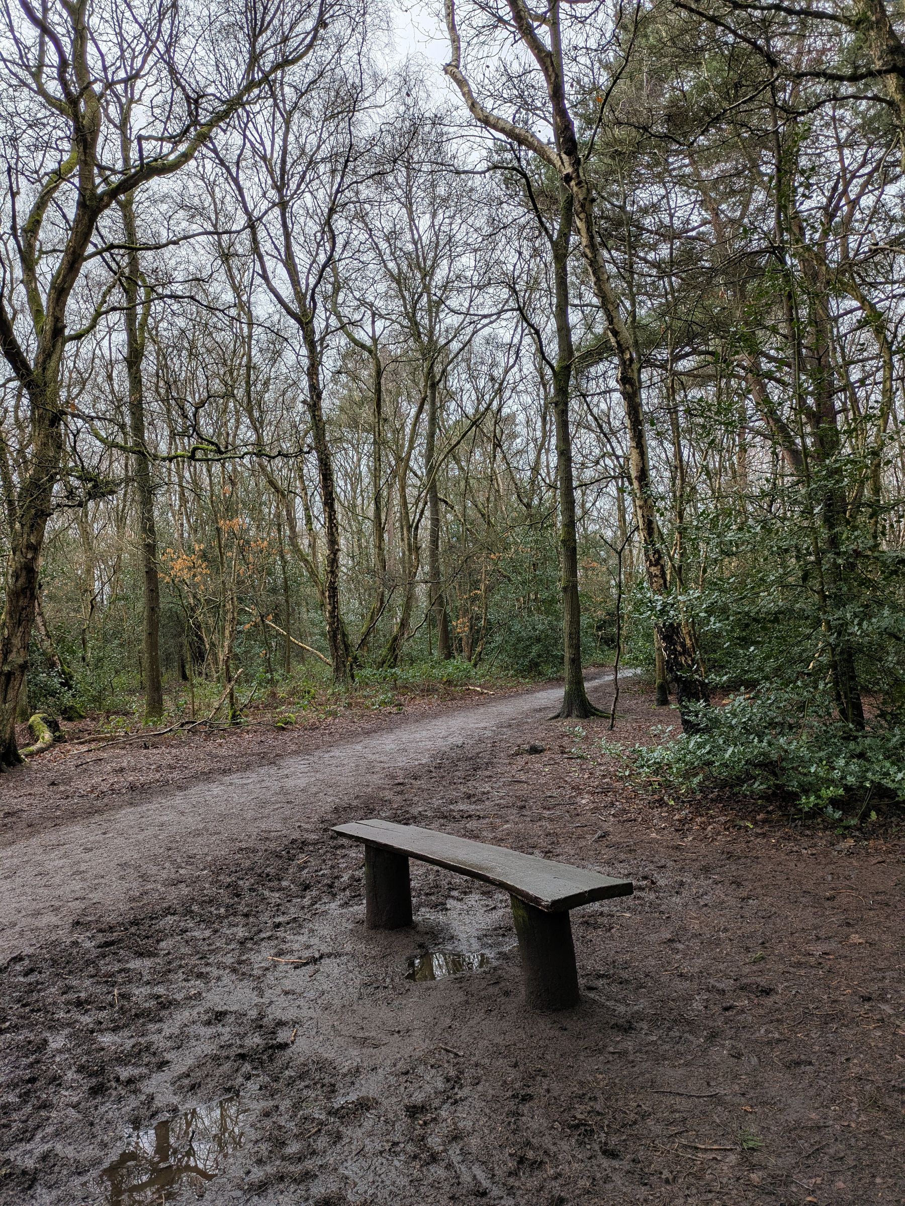 A wooden bench sits on a muddy path surrounded by leafless trees in a forested area.