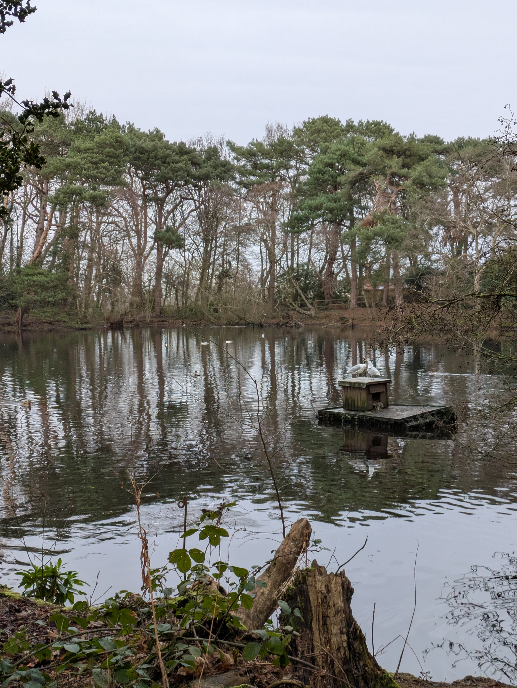 A tranquil pond surrounded by trees features a small platform with birds perched on top.
