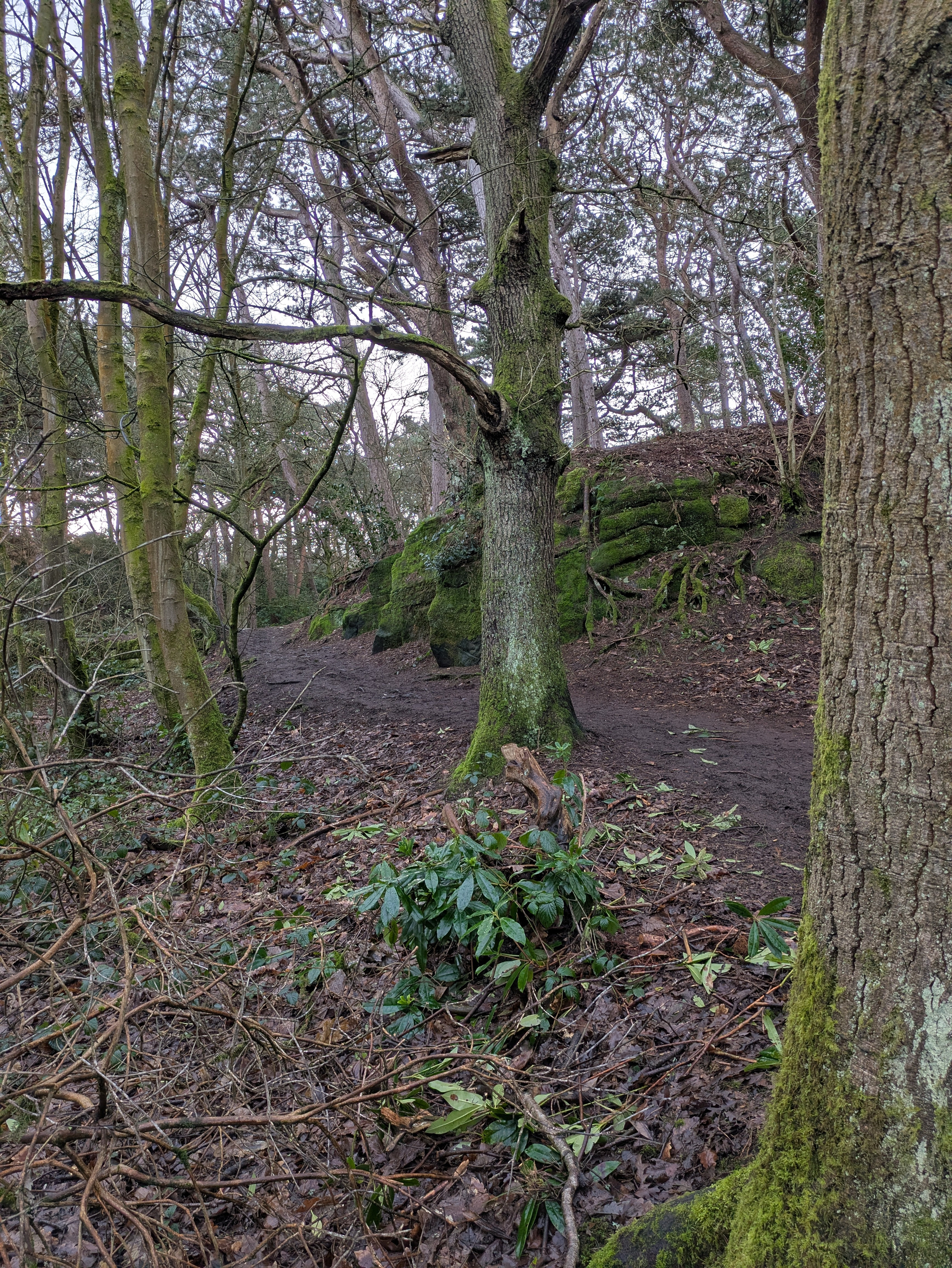A forest scene features a moss-covered tree, surrounding greenery, and a dirt path.