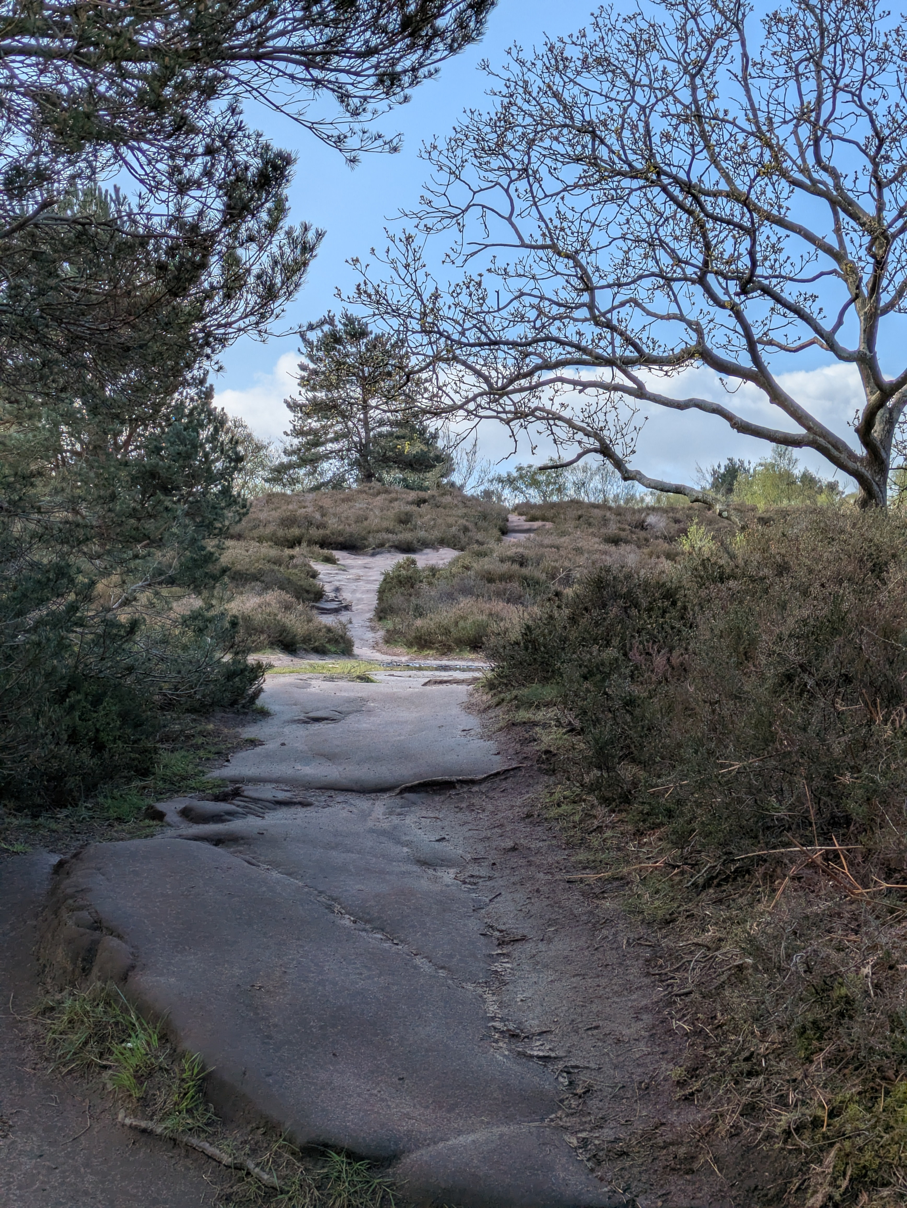 A rocky path winds through a scenic landscape with trees and shrubs under a blue sky.