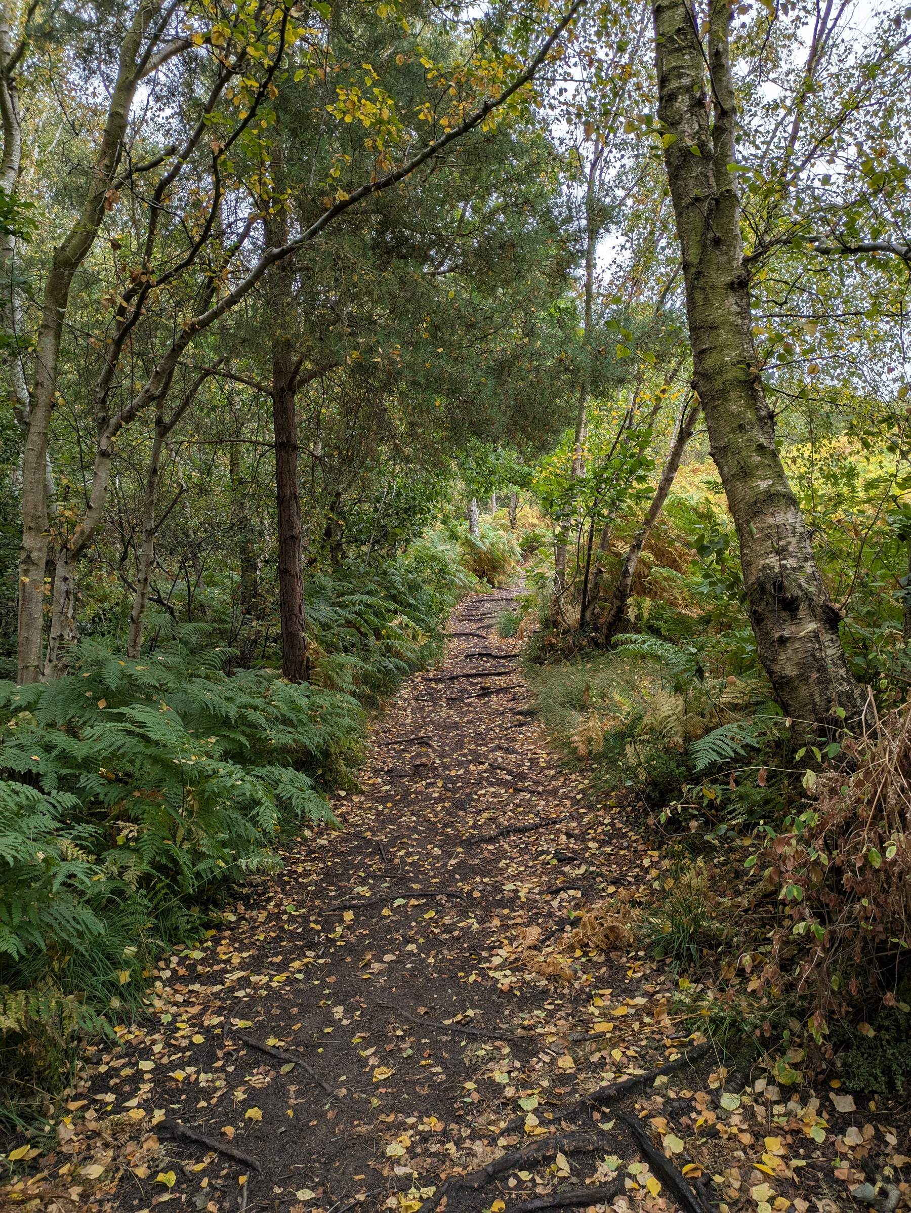 A forest path covered with fallen leaves winds through tall trees and lush green ferns.