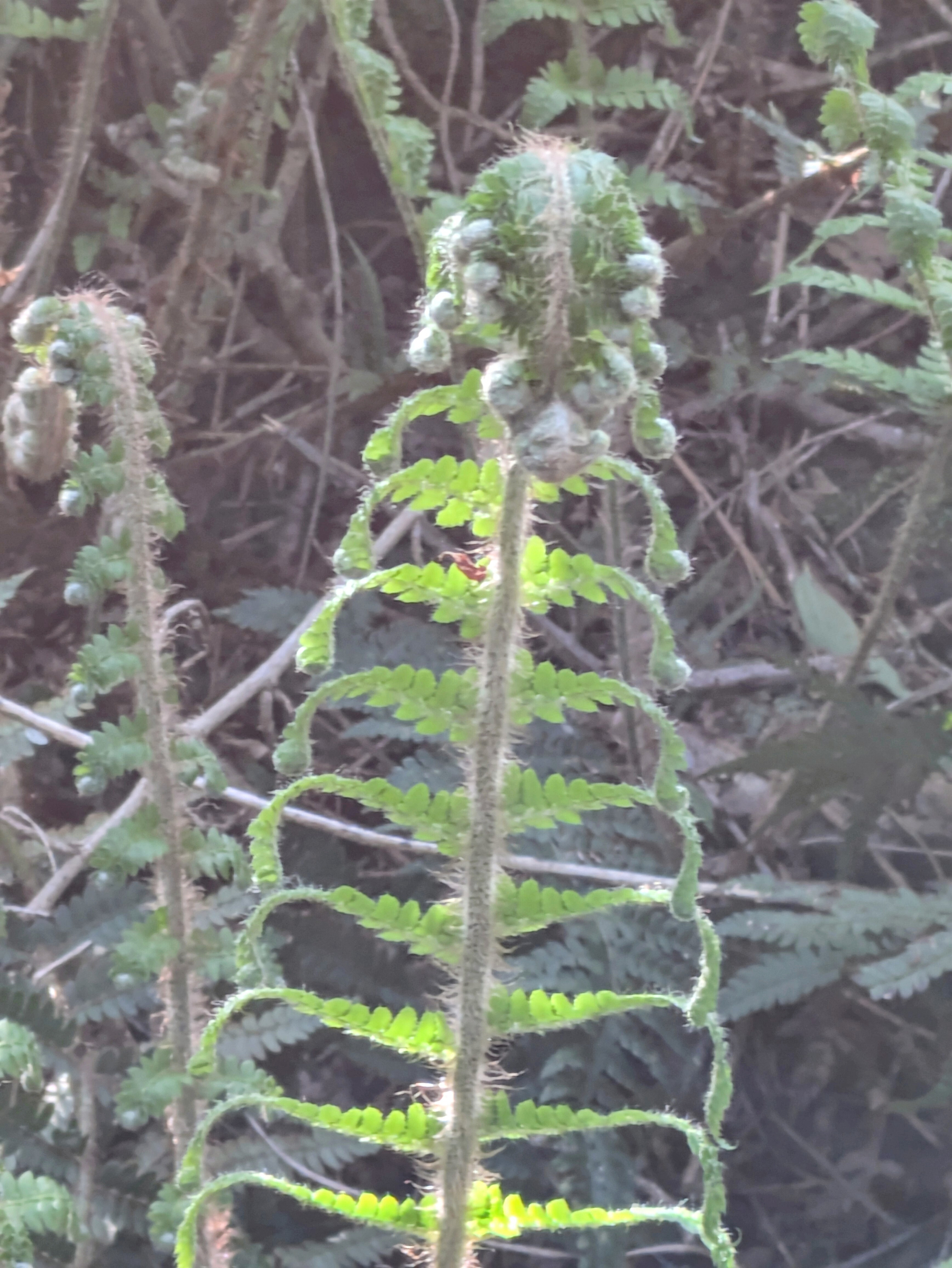 A close-up of a young fern frond unfurling, with visible fine hairs and a background of foliage.