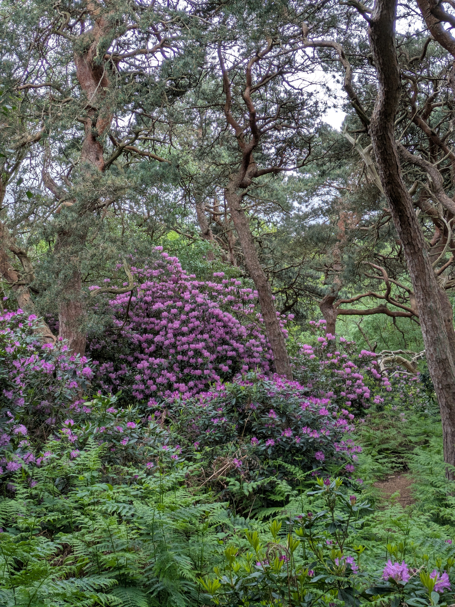 A lush forest scene features tall trees and vibrant purple rhododendron blooms amidst dense greenery.