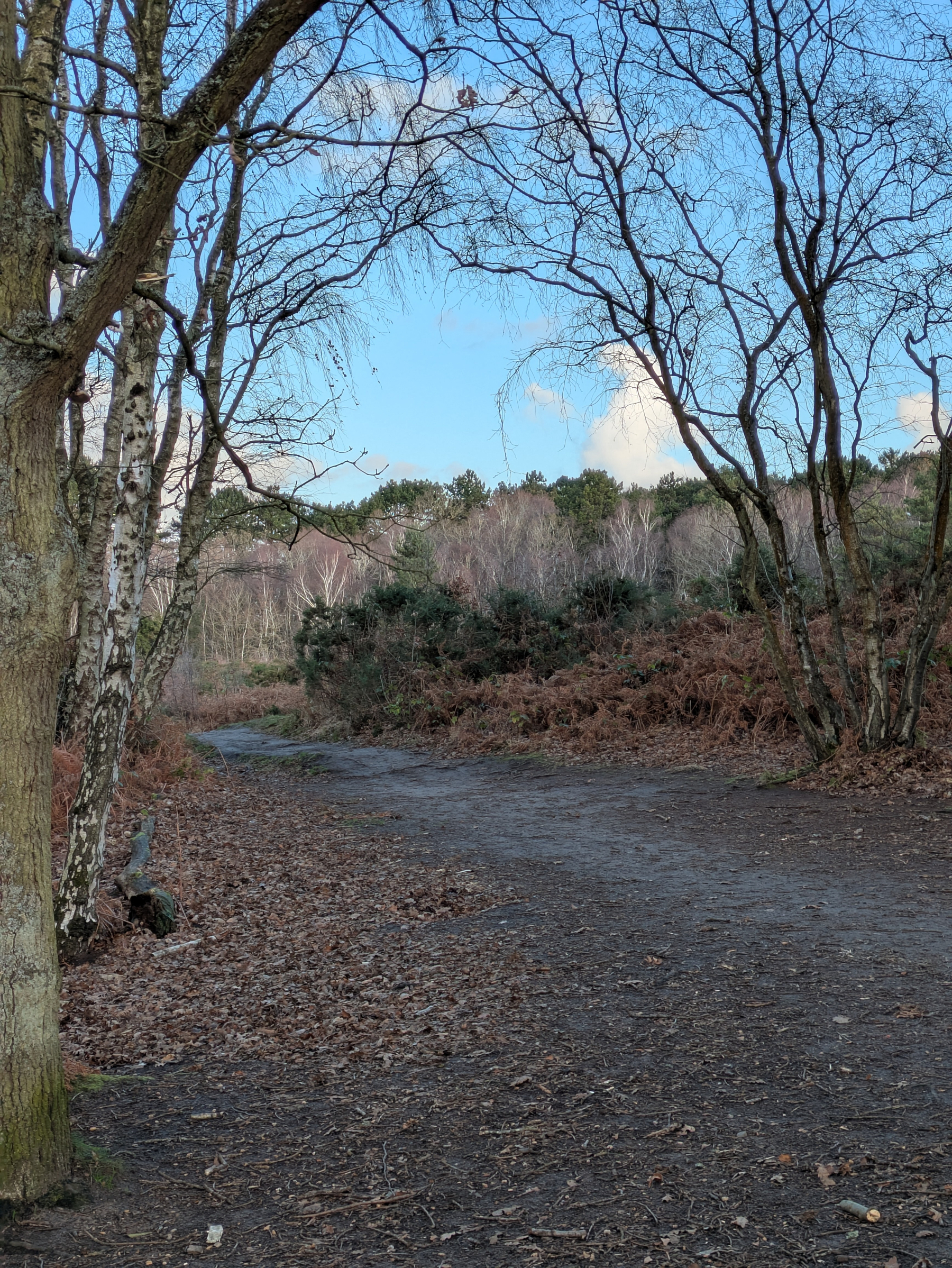 A dirt path winds through a woodland area with bare trees and undergrowth under a blue sky.