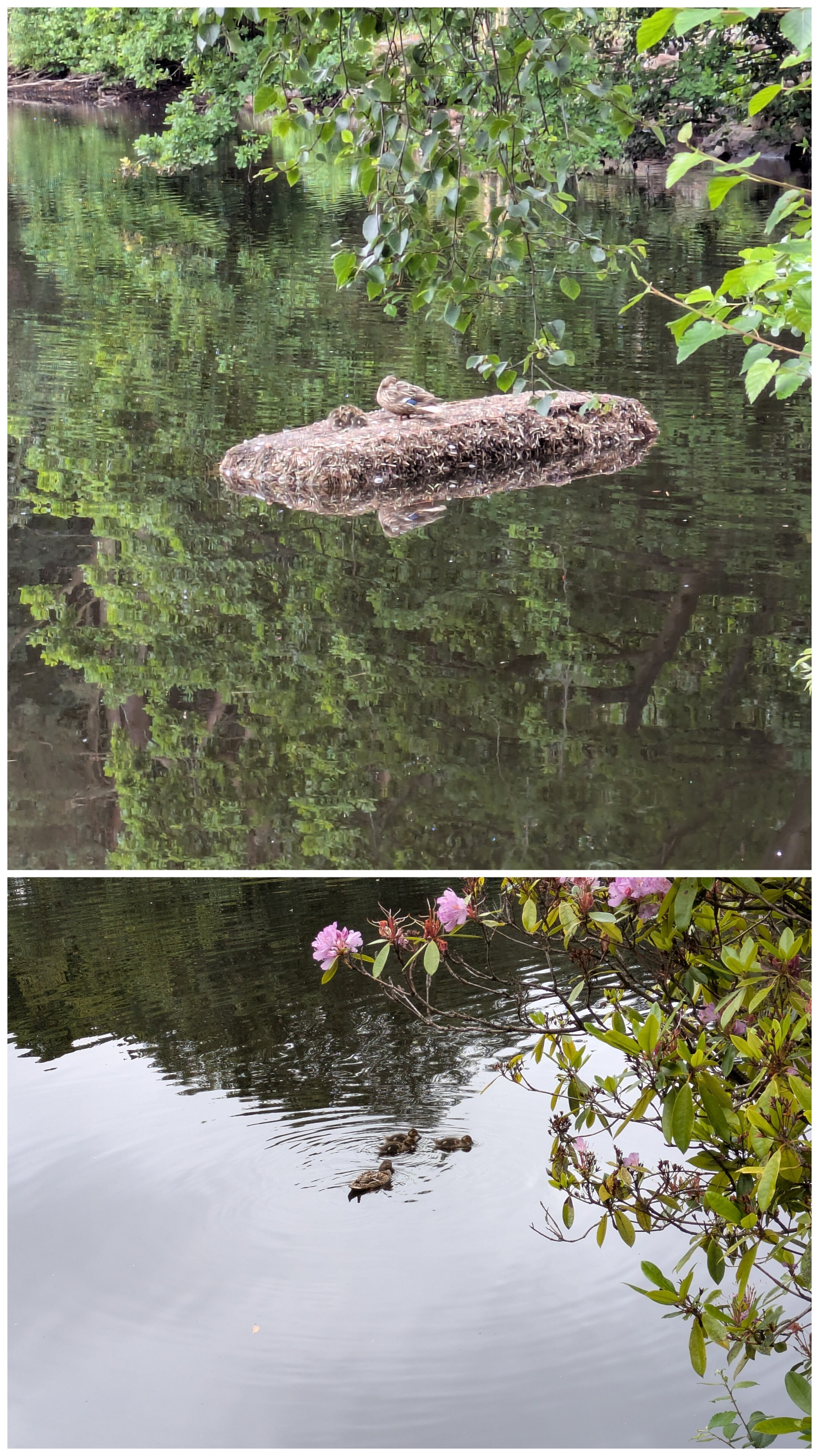 A duck is resting on a small floating island in a pond surrounded by trees in the first photo, while a group of ducklings swim near blooming flowers in the second photo.