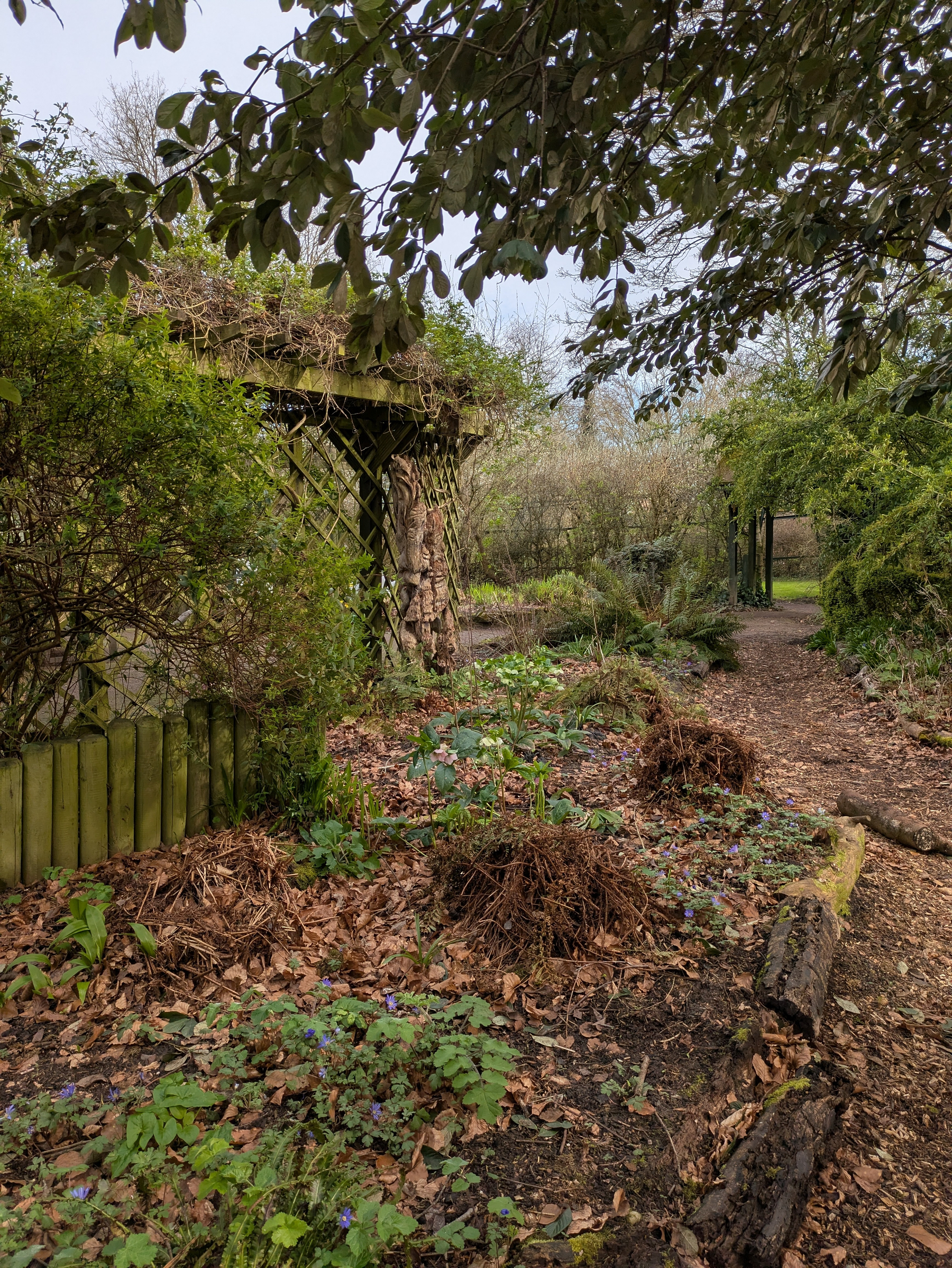 A serene garden path is surrounded by lush greenery and partially sheltered by a pergola.