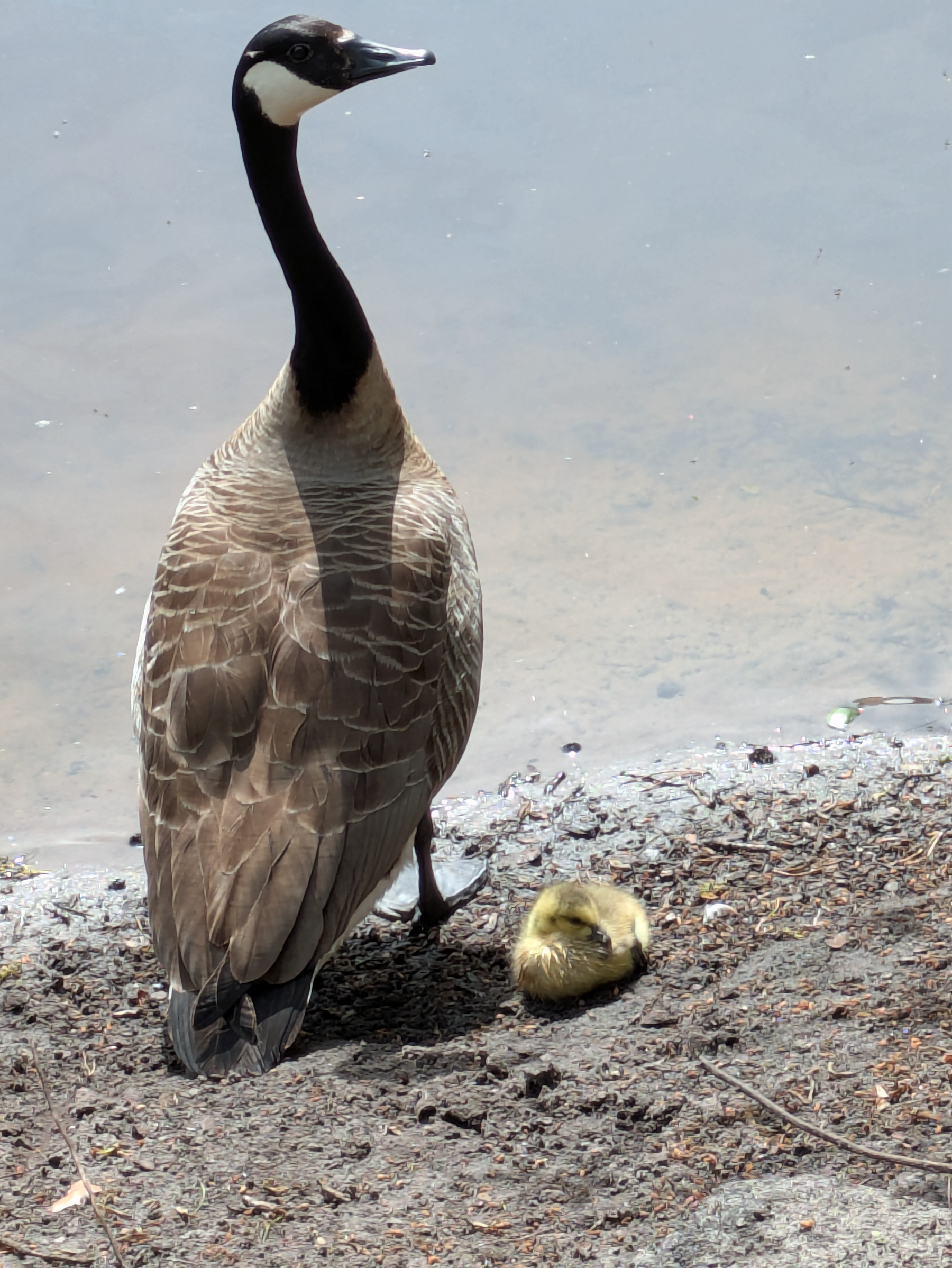 A Canada goose stands protectively over a small, fluffy gosling resting on the ground near a body of water.