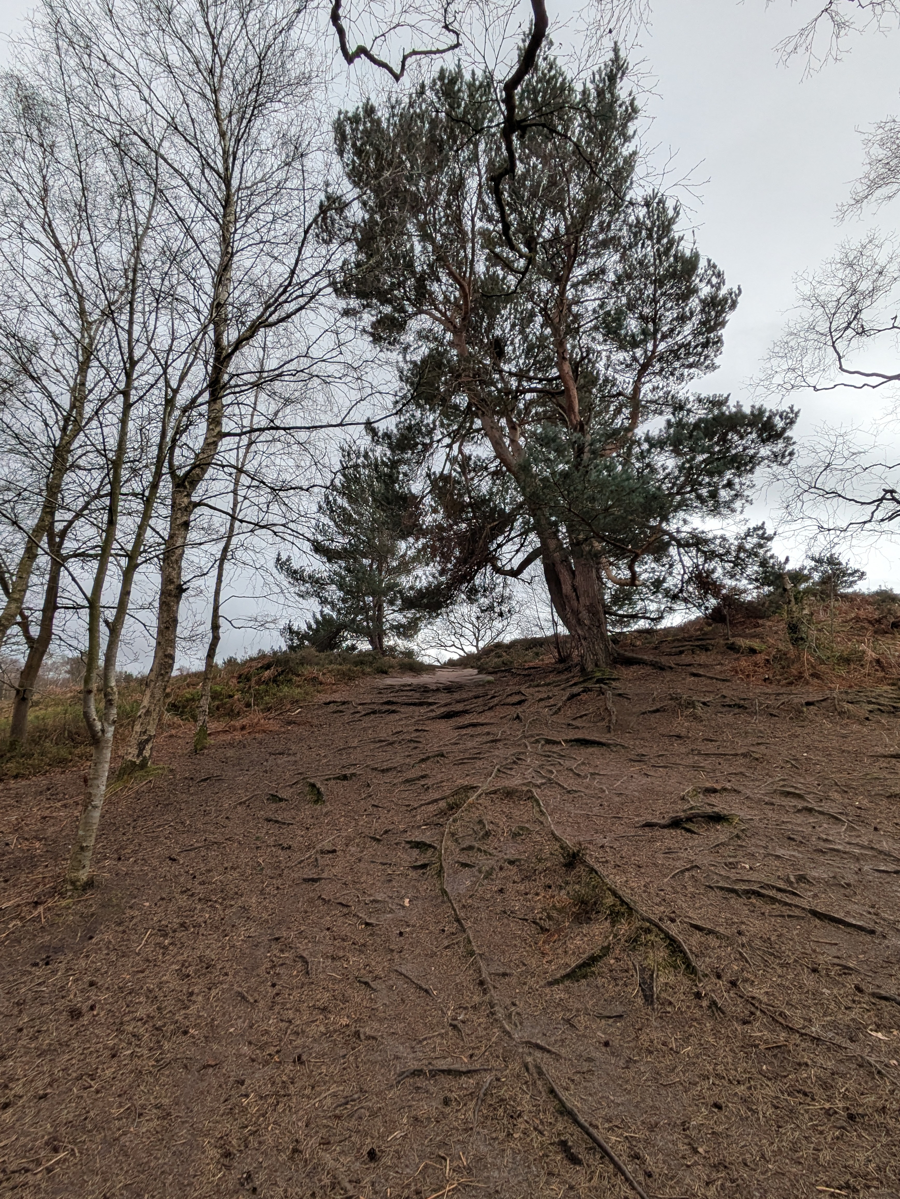 A hillside with bare trees and exposed roots is set against an overcast sky.