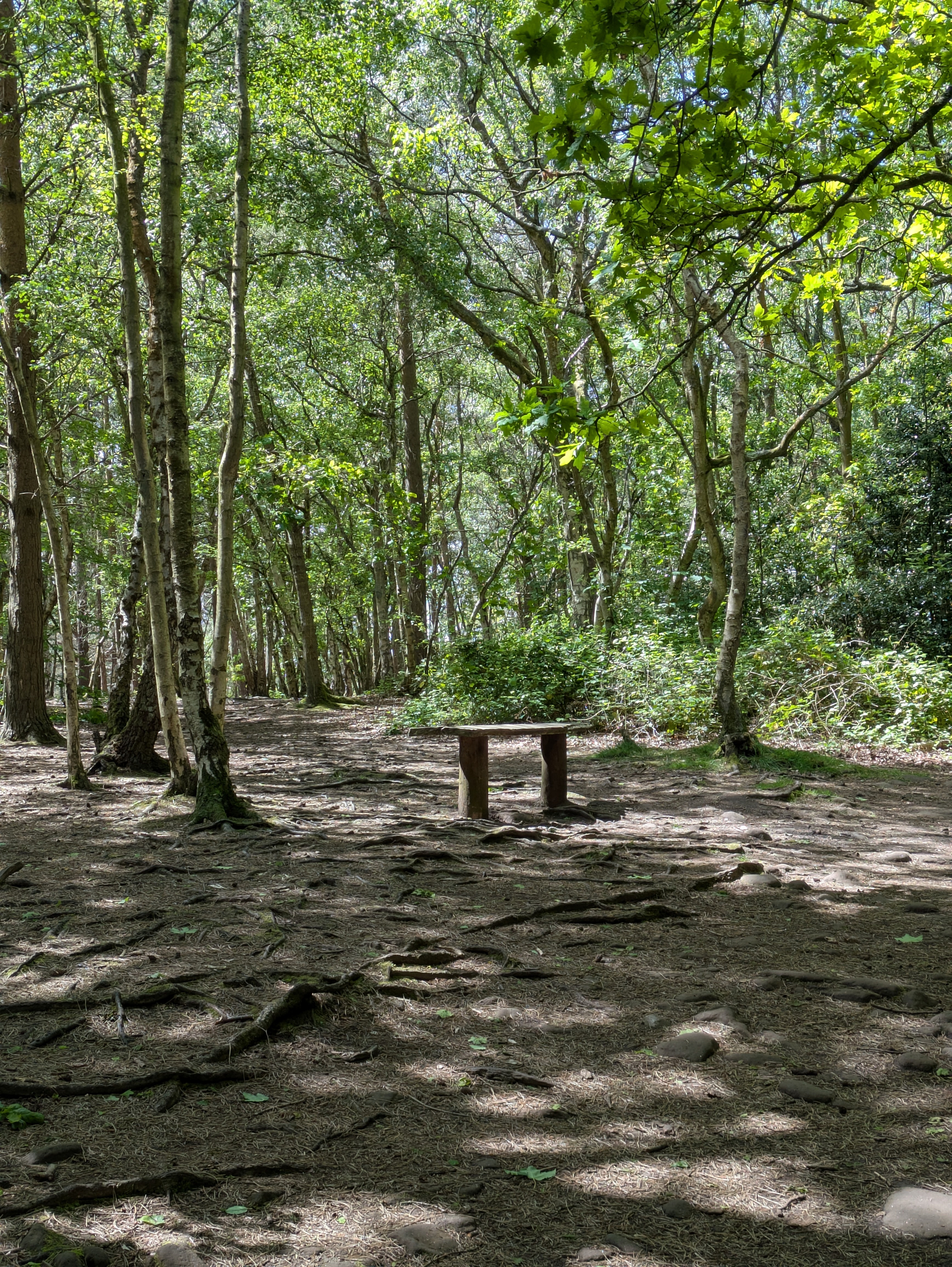 A wooden bench is surrounded by a serene, sunlit forest with green leafy trees.