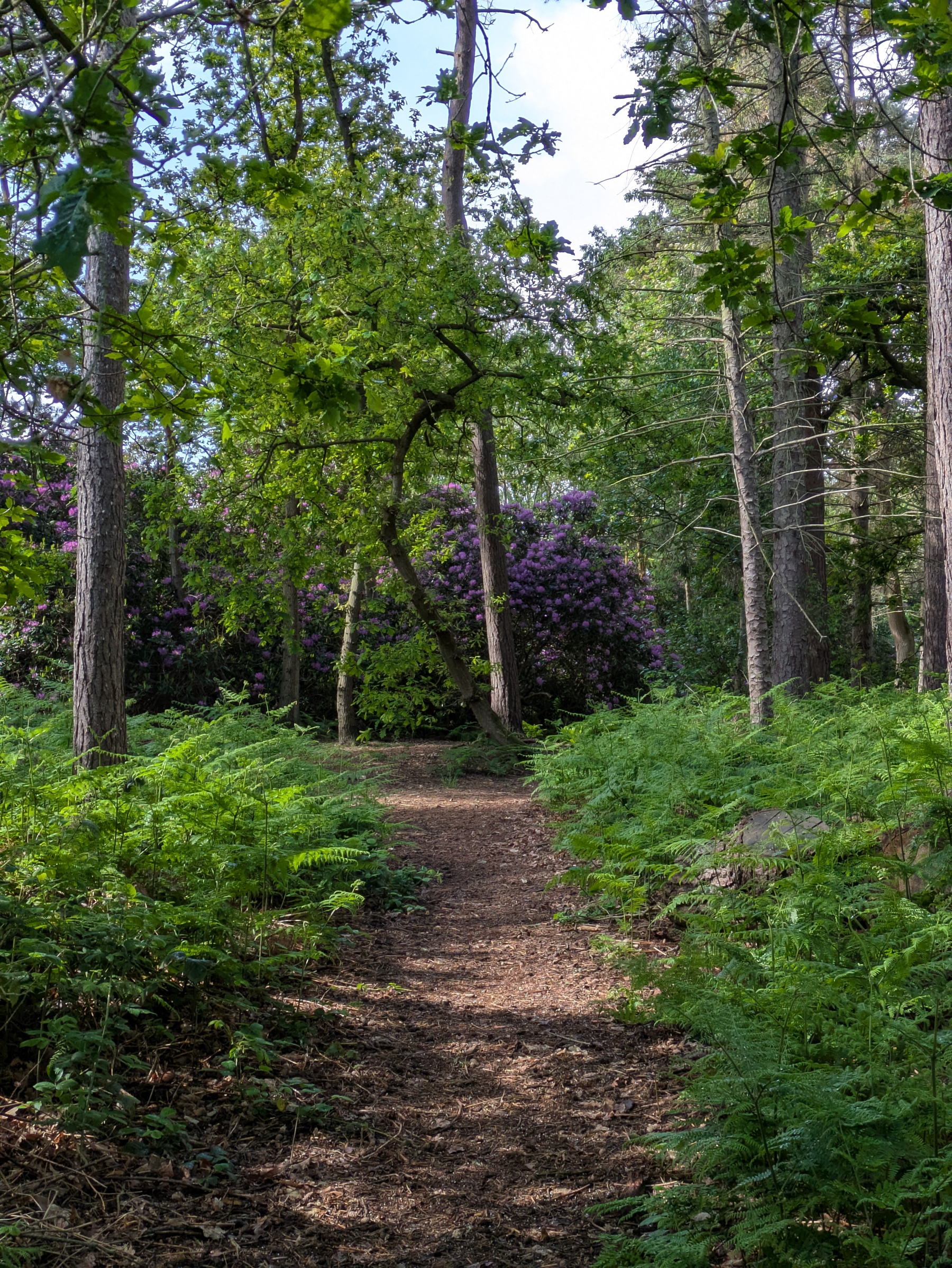 A dirt path winds through a lush forest with tall trees and dense greenery.