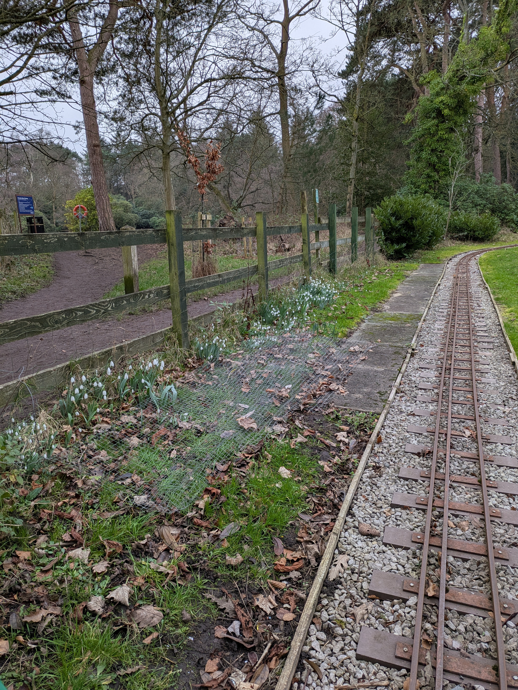 A narrow-gauge railway track runs alongside a fence, bordered by grass and blooming snowdrops amidst a wooded area.