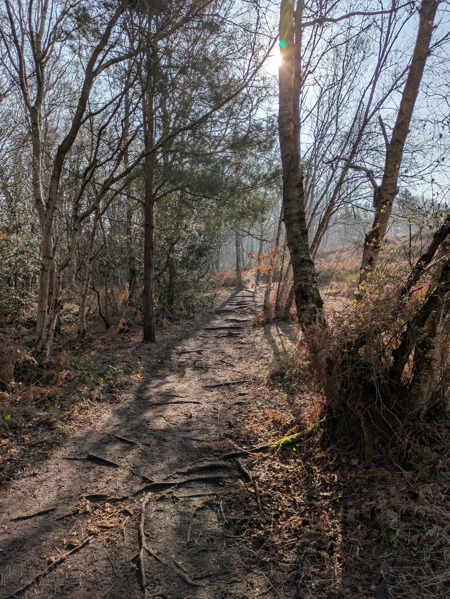 A sunlit forest path is surrounded by bare trees and fallen leaves, creating a tranquil, natural setting.