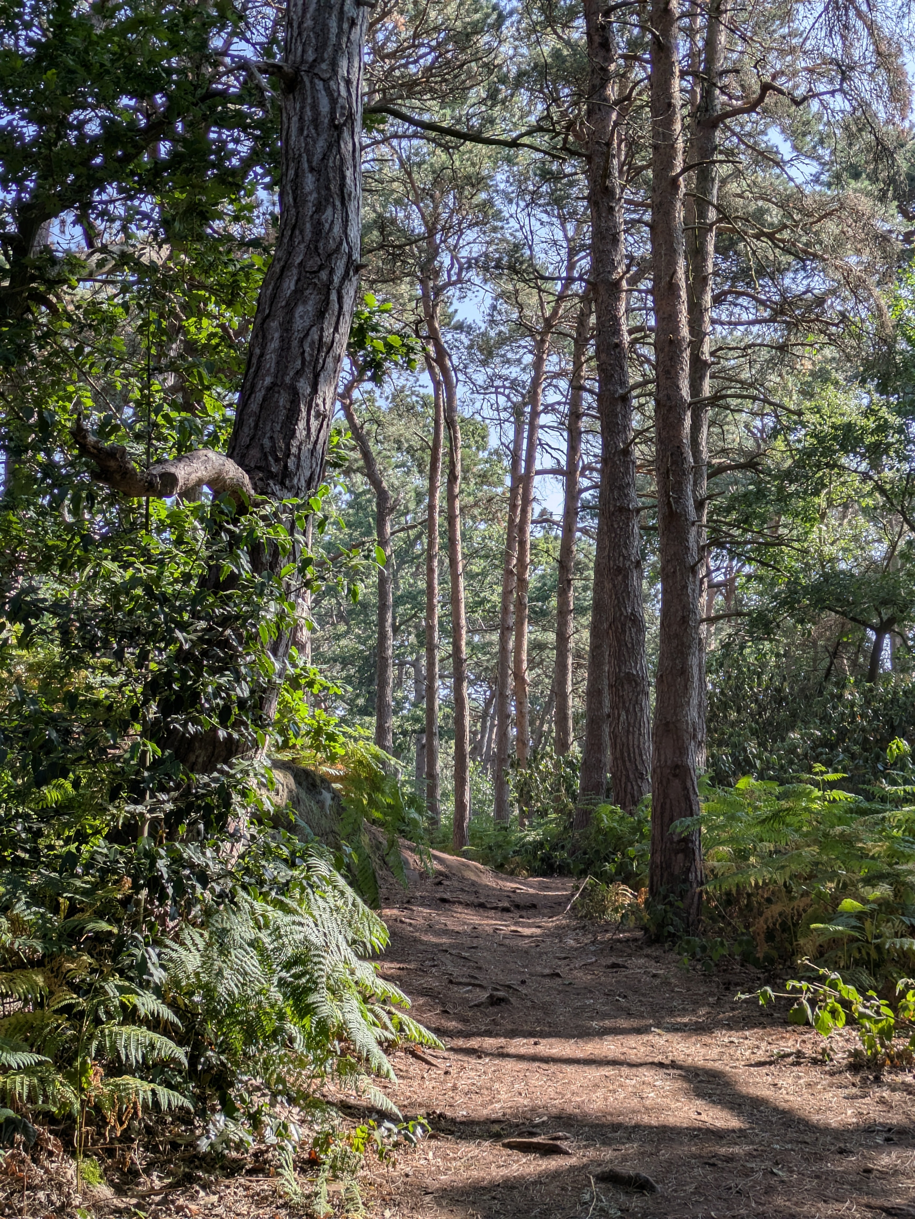 A sunlit forest path surrounded by tall trees and dense green foliage extends into the distance.