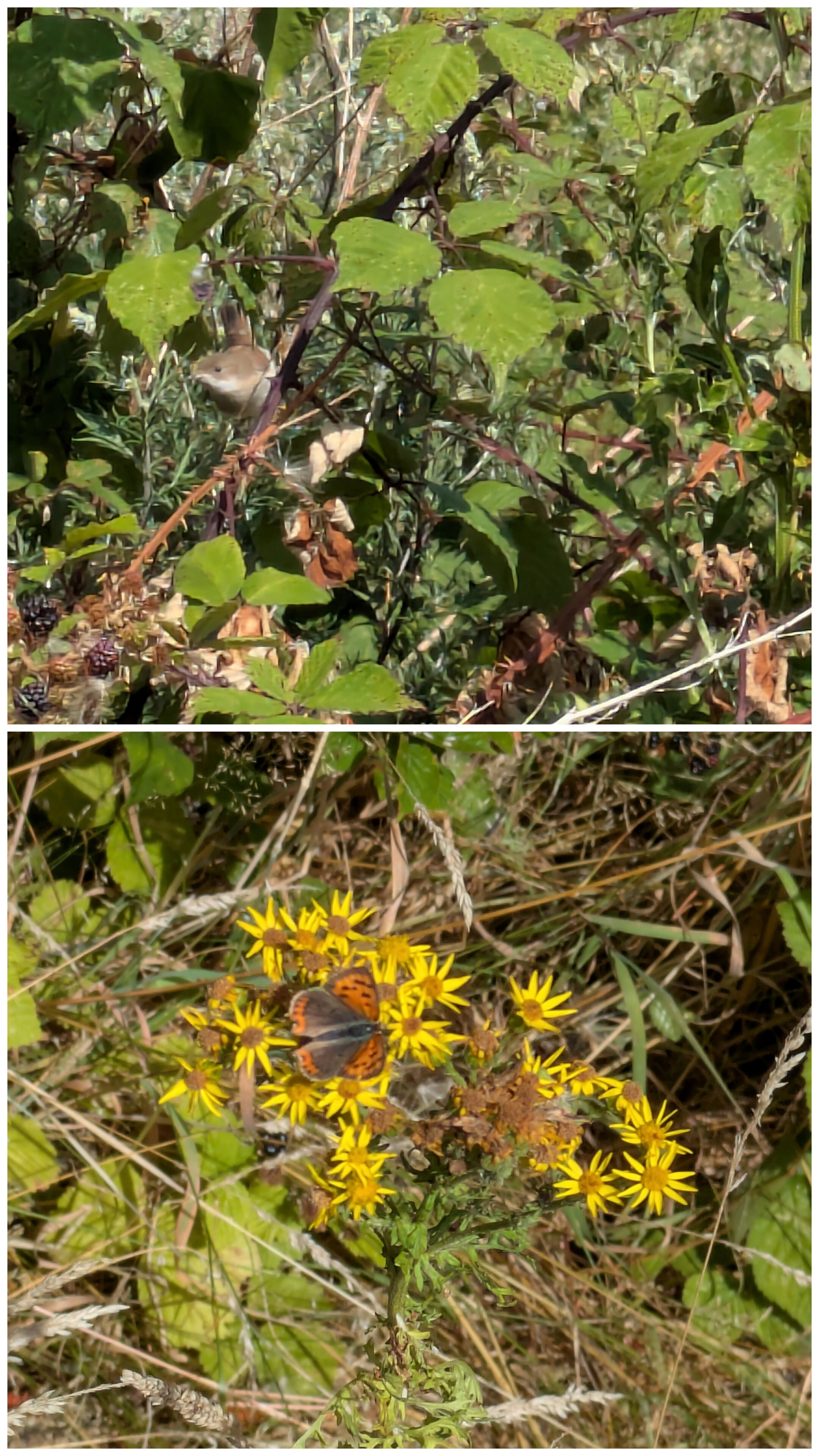 A small bird is perched among green leaves and branches in the top part, while a butterfly with orange and black wings is resting on yellow flowers in the bottom part.