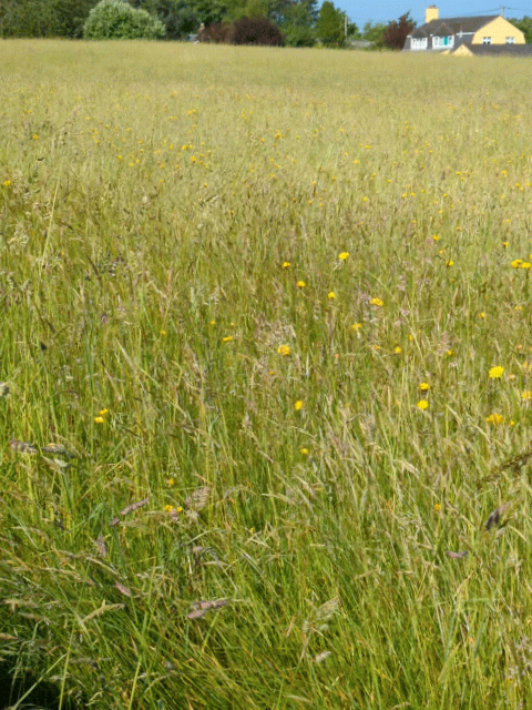 A field of tall grass and wildflowers stretches towards a distant house under a clear sky.