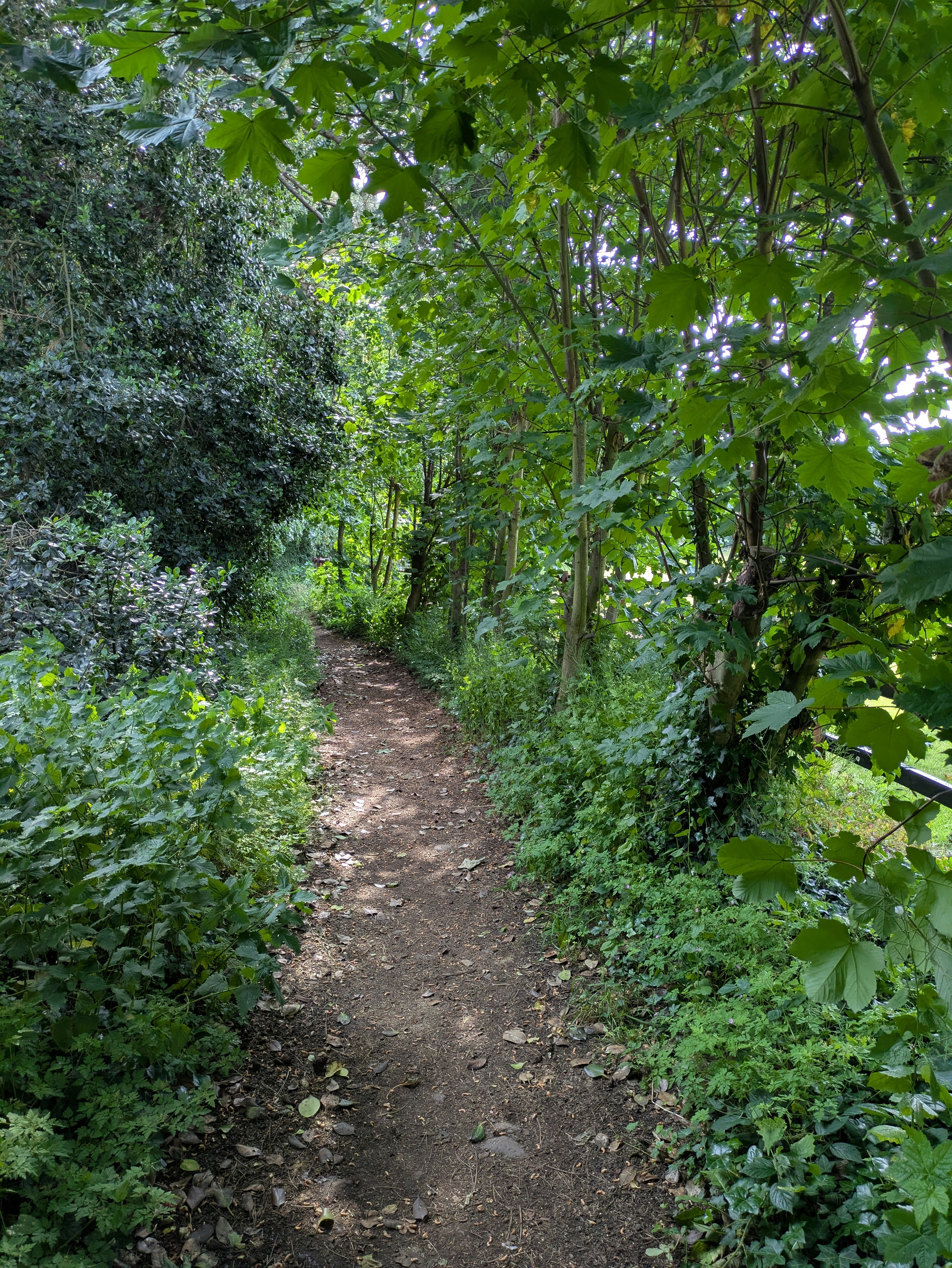 A narrow dirt path with trees and dense foliage on either side.