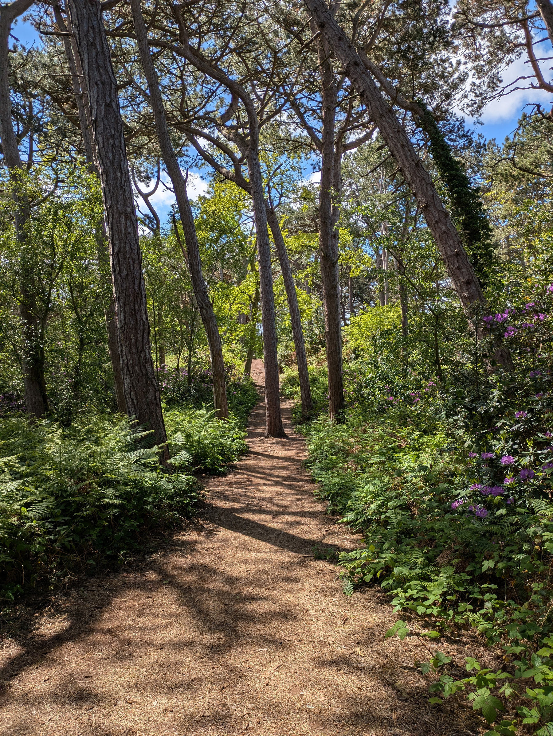 A dirt path winds through a lush forest with tall trees and dense greenery under a partly cloudy sky.