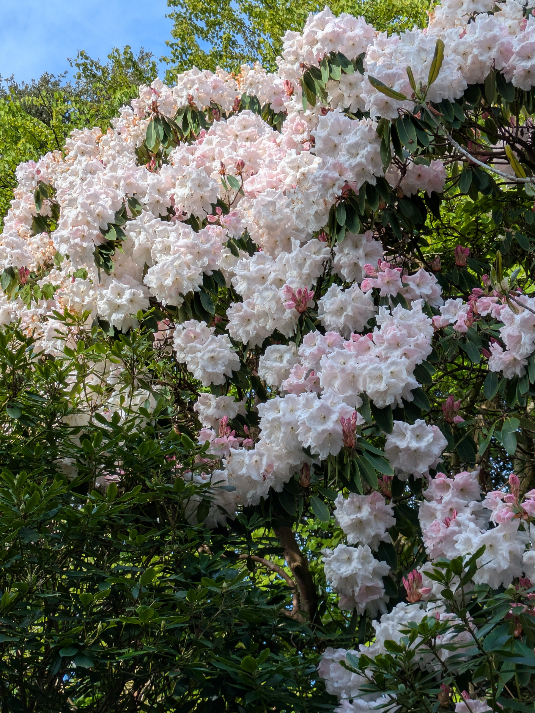 A vibrant rhododendron bush is in full bloom with clusters of white and pale pink flowers against a backdrop of green leaves.