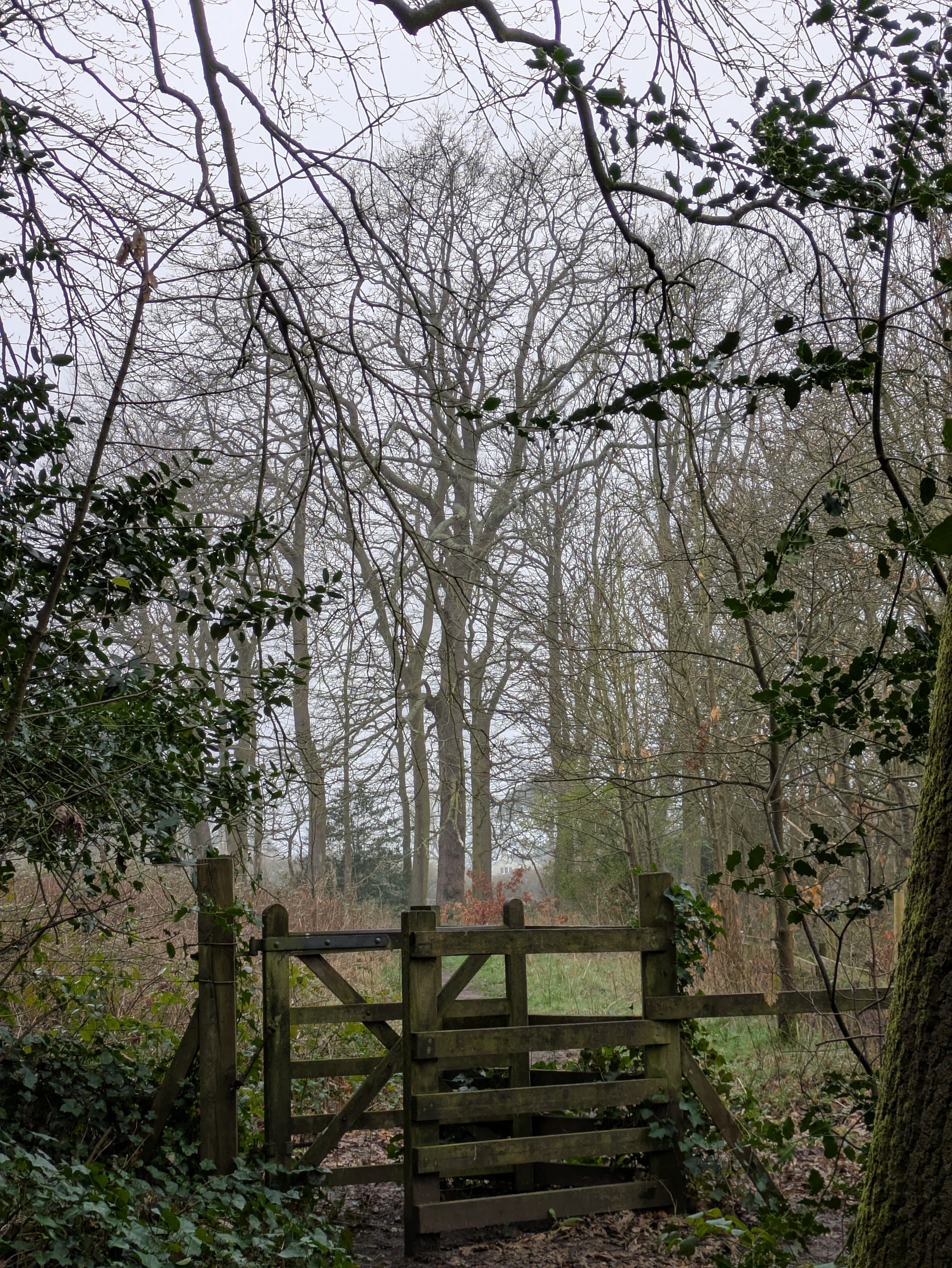 A wooden gate stands in a forest clearing surrounded by bare trees and dense foliage.