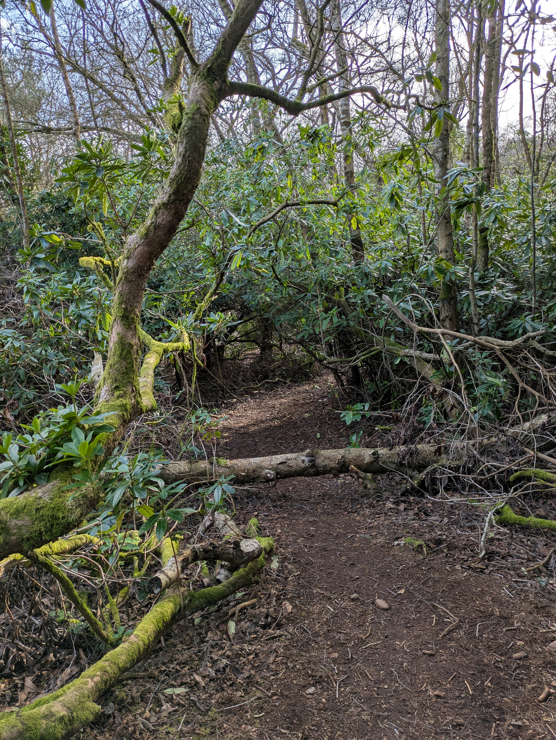 A narrow dirt path winds through a densely wooded area with fallen branches and lush green foliage.