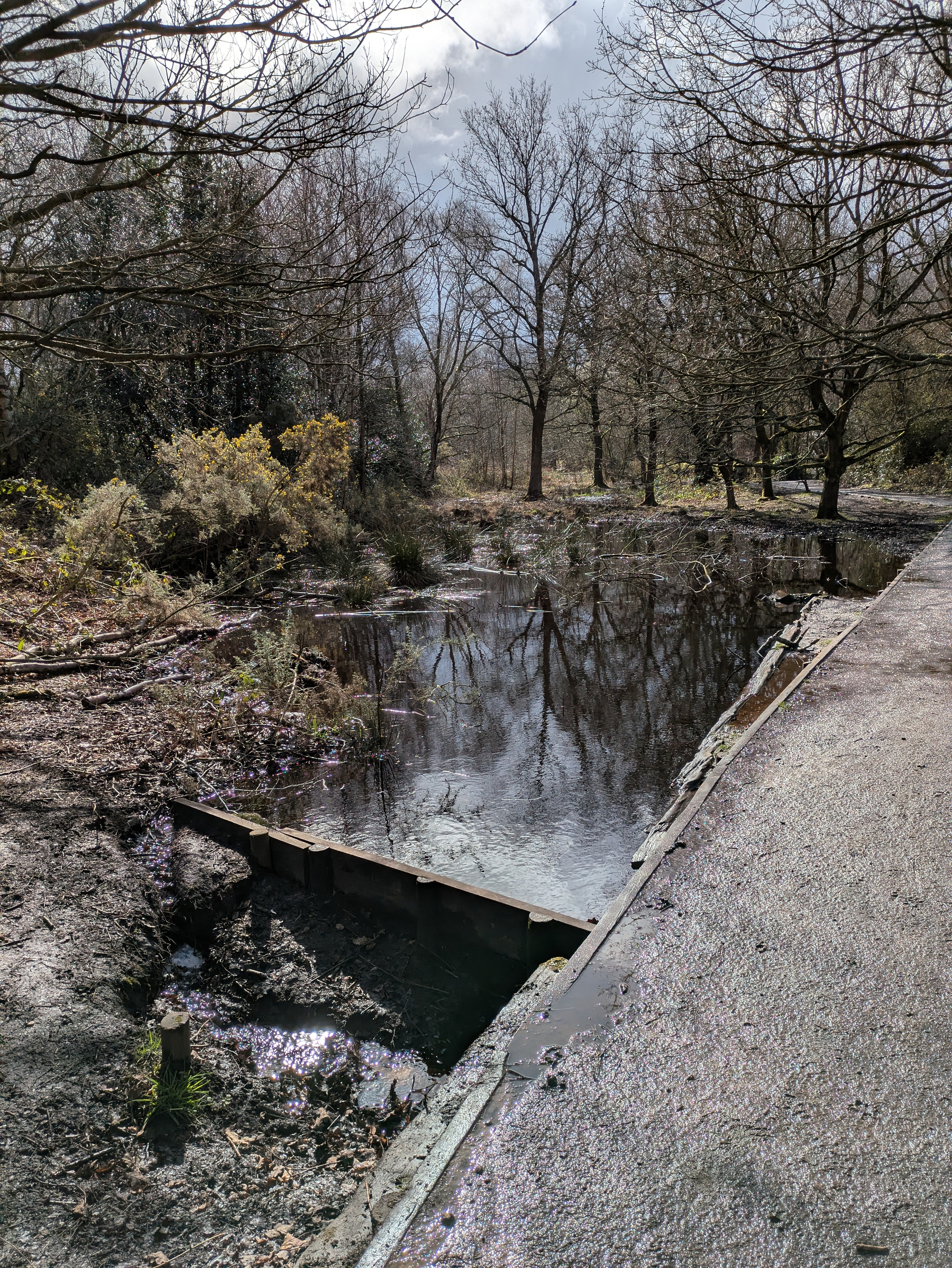 A calm woodland scene features a flooded scrape surrounded by trees and shrubs.
