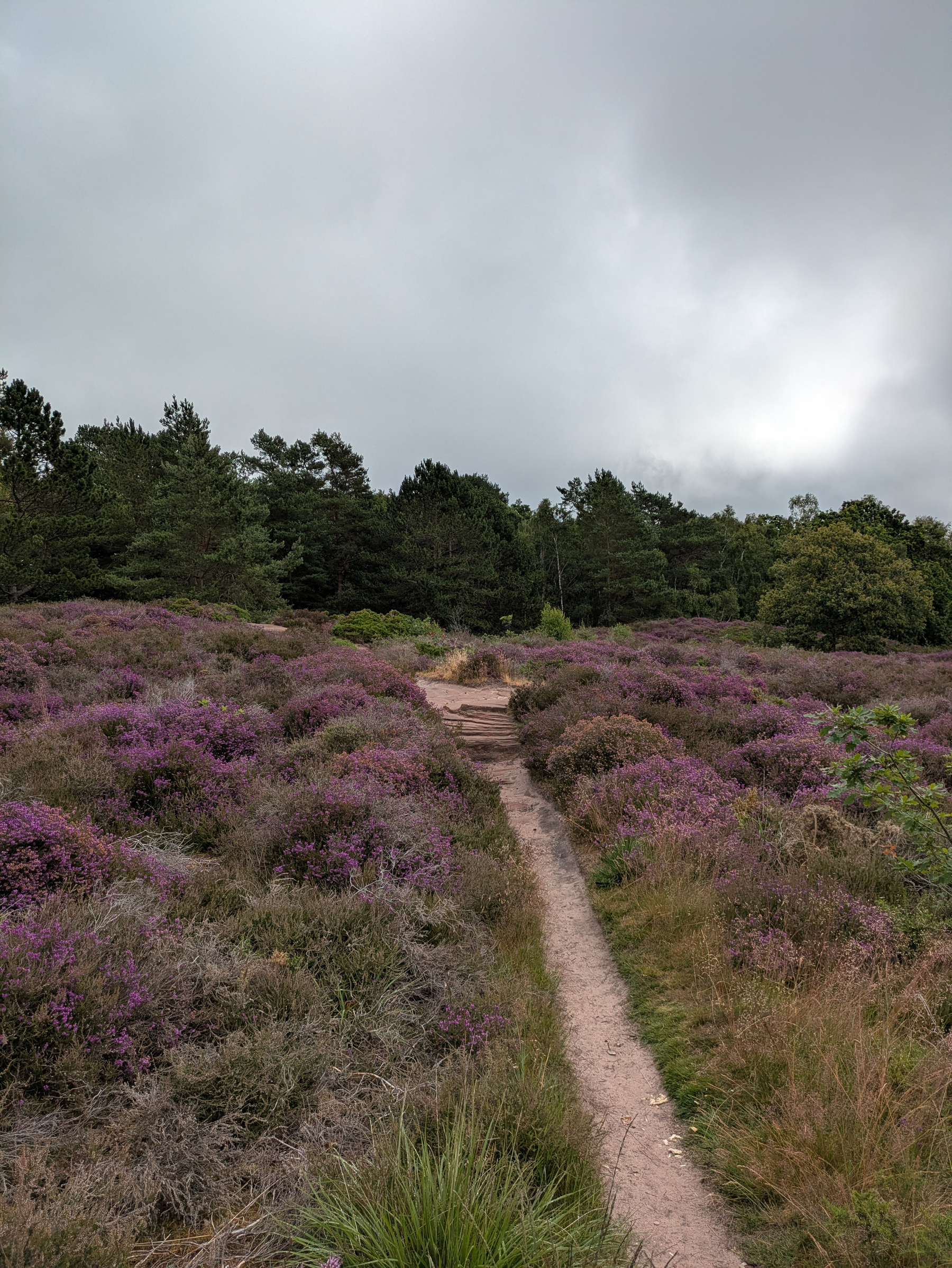 A narrow dirt path winds through a field of purple heather with a backdrop of green trees under a cloudy sky.