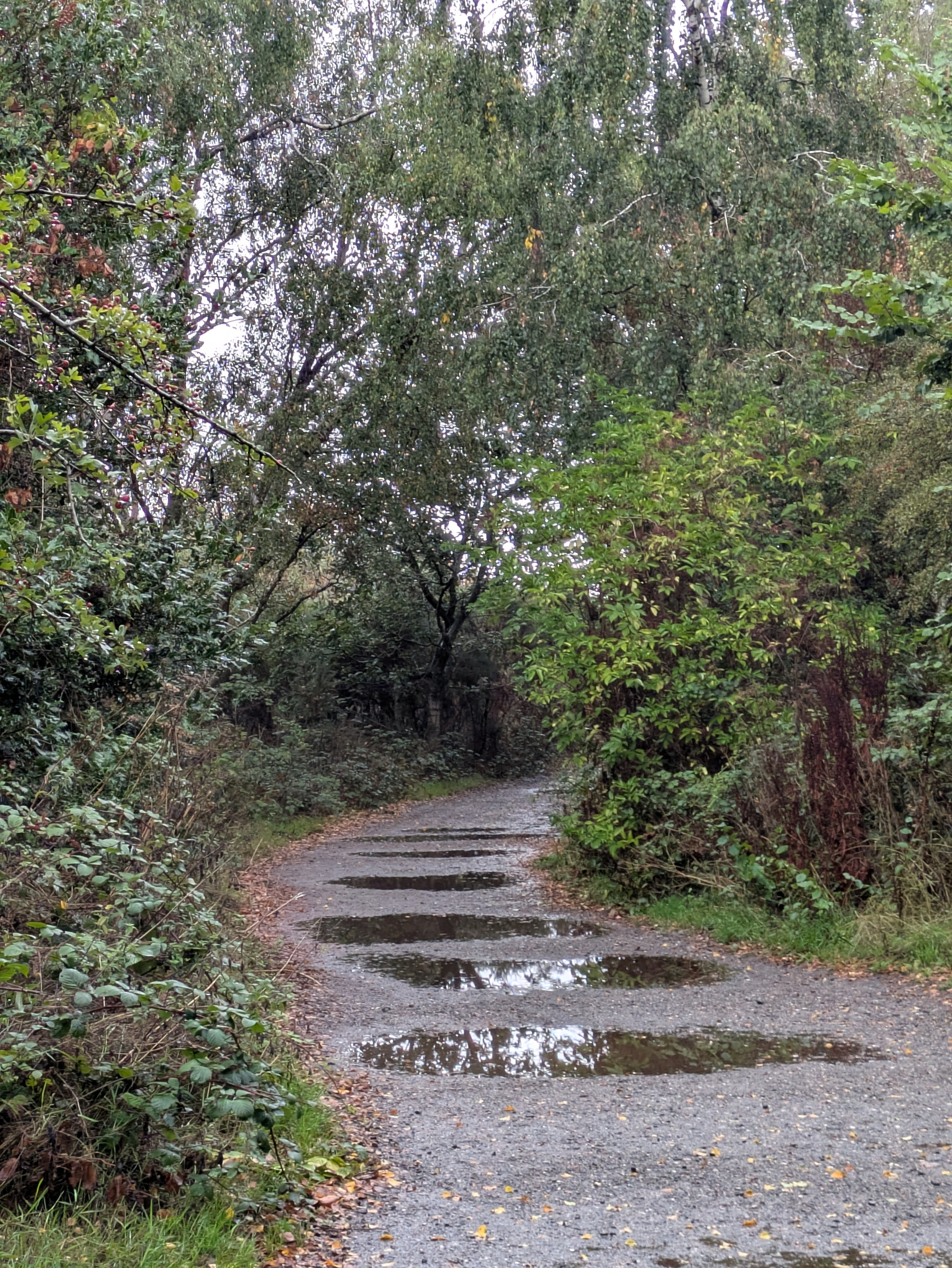 A gravel path winds through a dense forest with several puddles reflecting the surrounding trees.