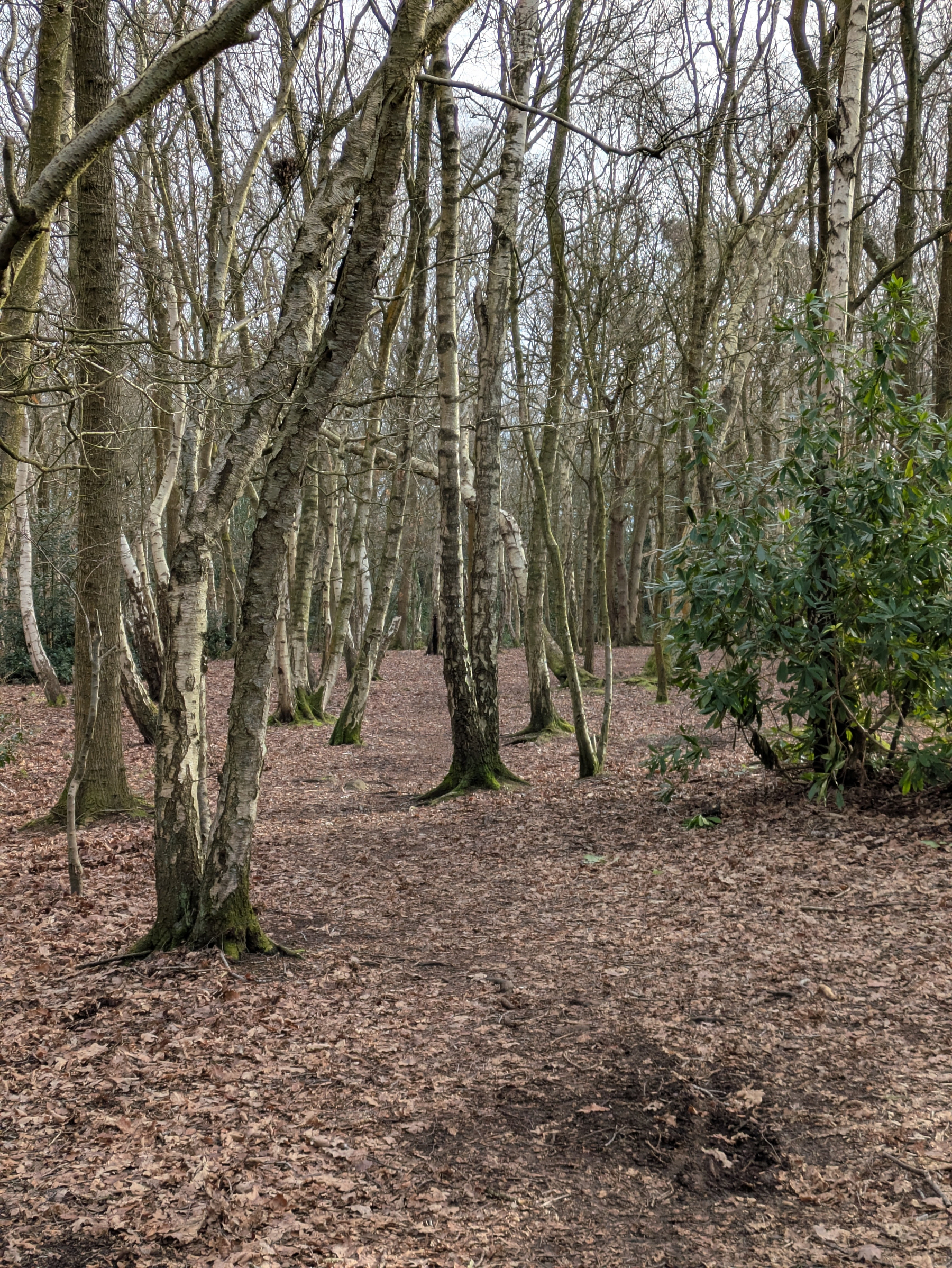 A forest scene features a path surrounded by slender trees and a patch of green foliage on the right.