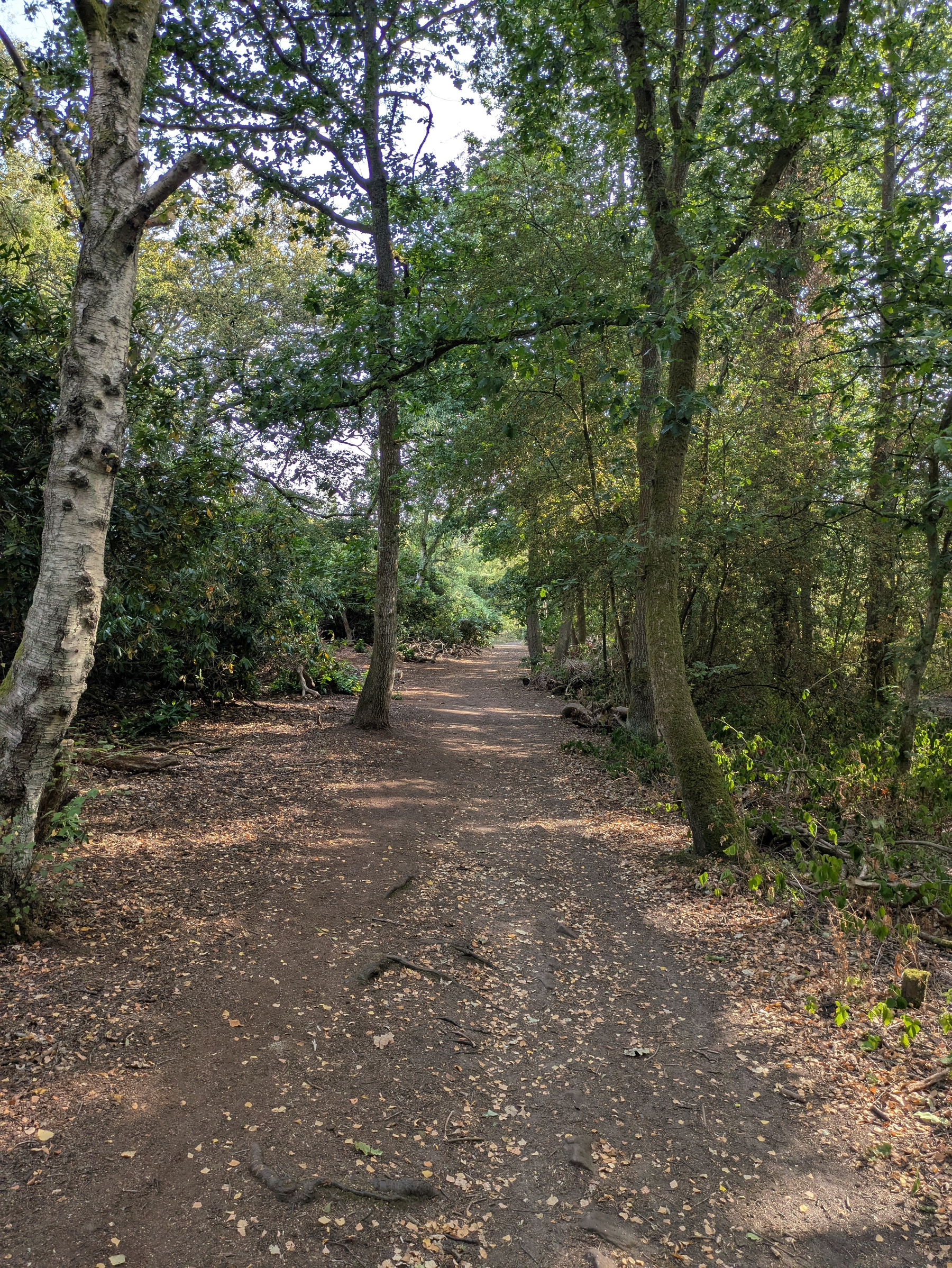 A dirt path winds through a forested area with trees on both sides and sunlight filtering through the leaves.