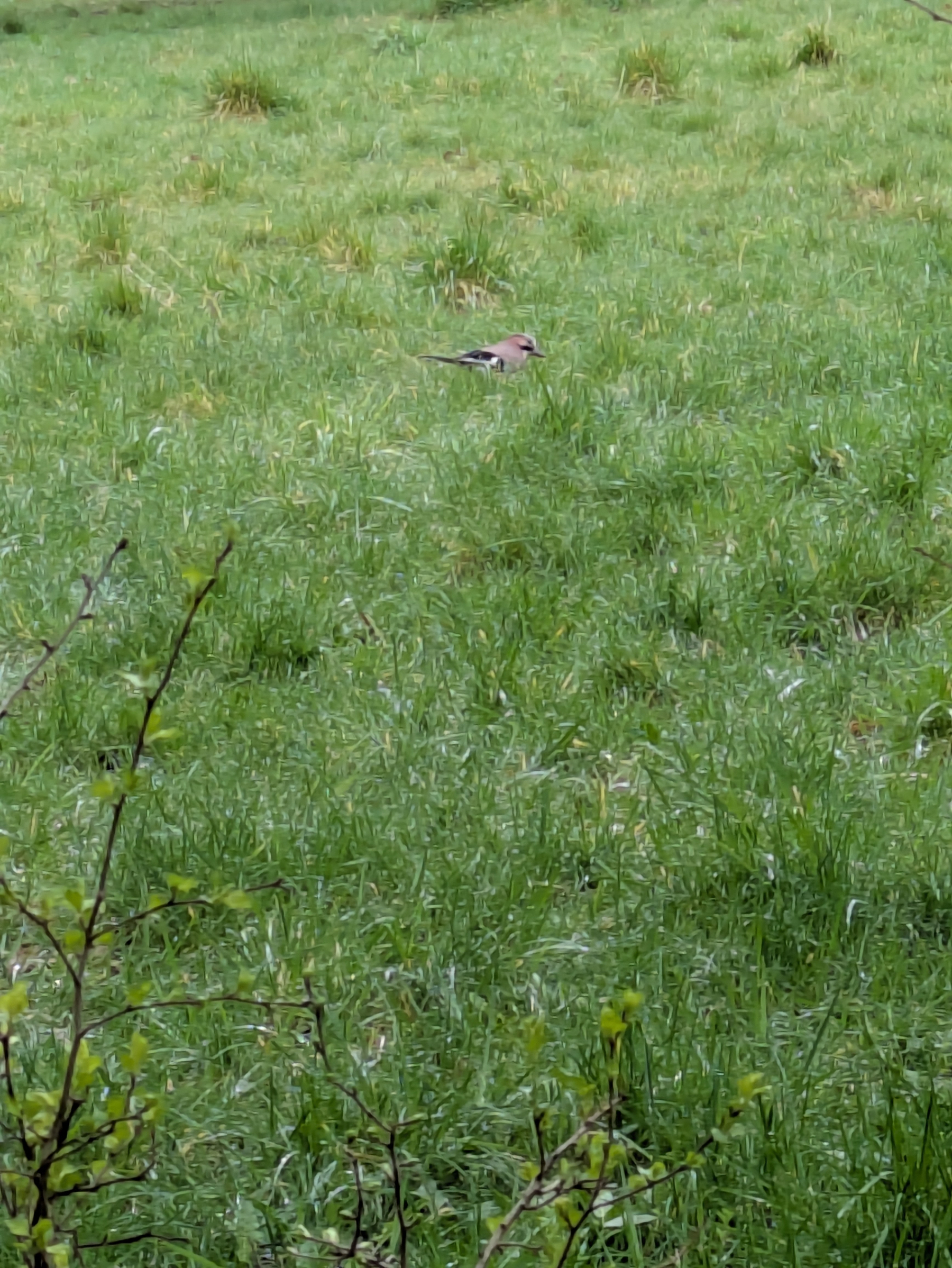 A bird is perched in the middle of a grassy field surrounded by green vegetation.