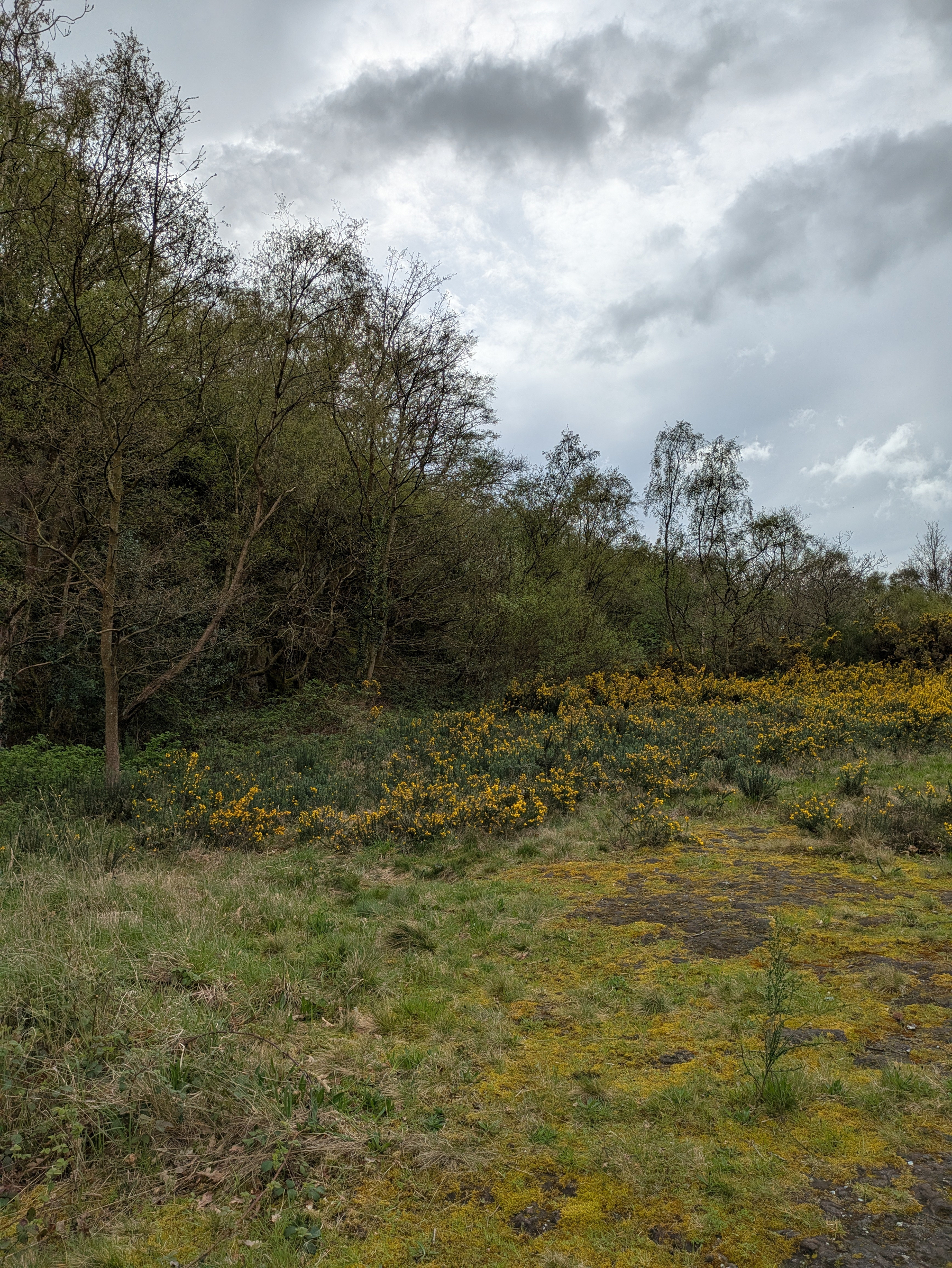 A grassy landscape features a dense cluster of trees with patches of yellow flowers under a cloudy sky.