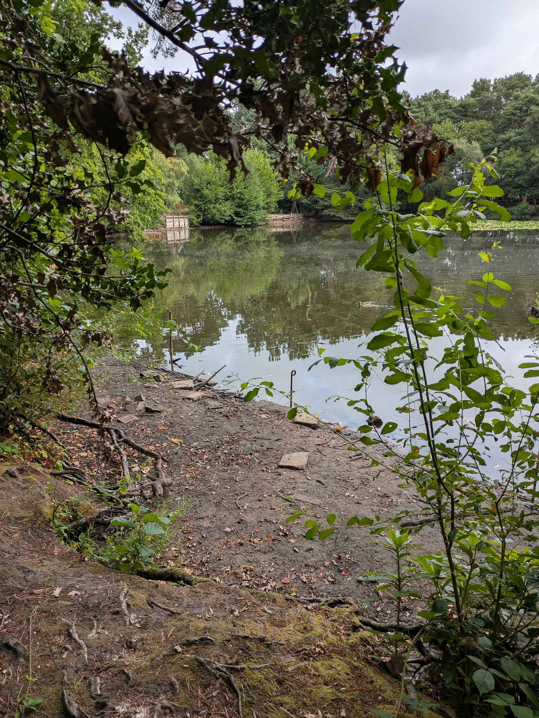 A tranquil pond is surrounded by lush greenery with a muddy bank and some scattered branches and leaves.
