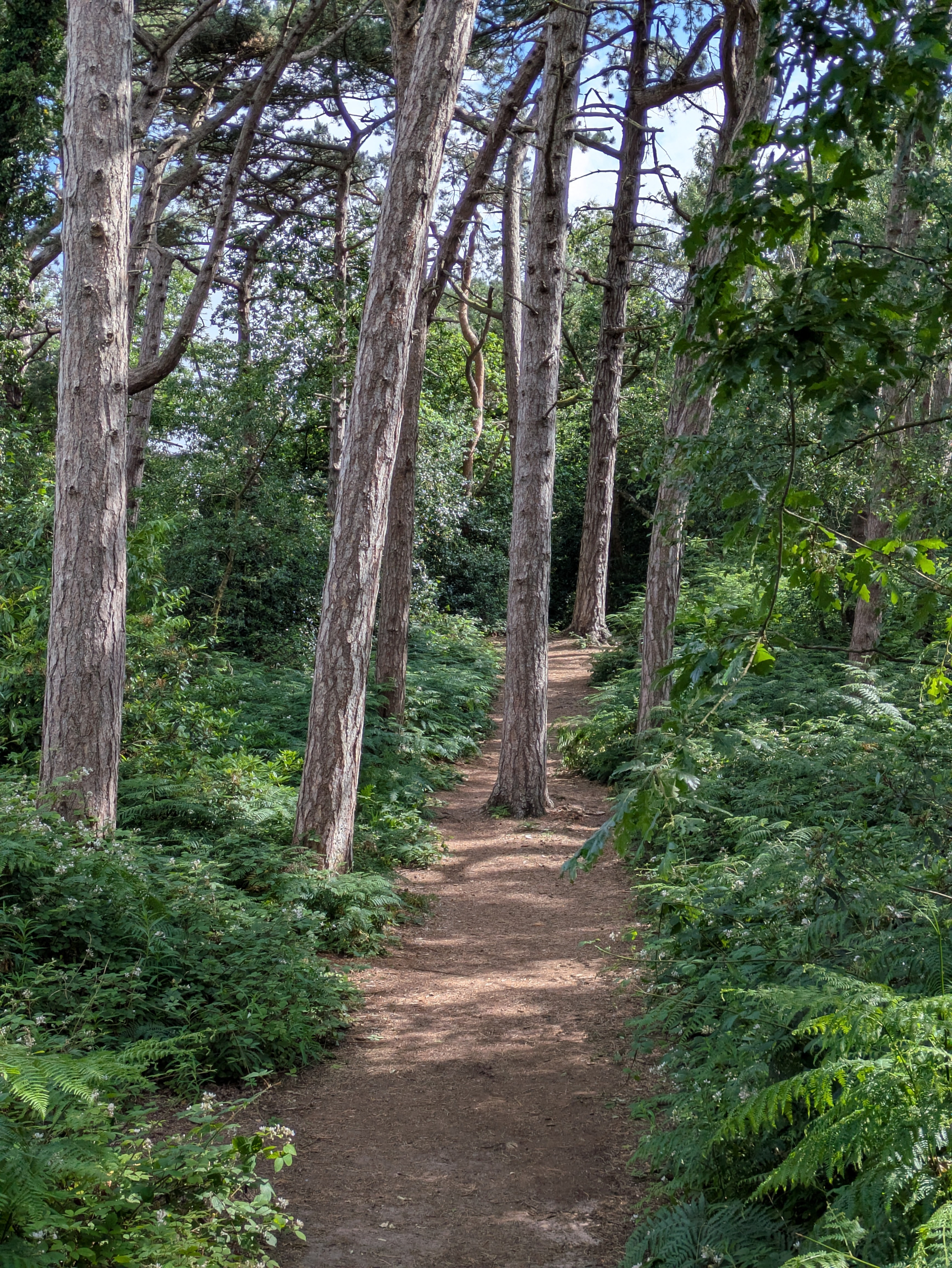 A narrow dirt path winds through a dense forest of tall trees and lush green undergrowth.