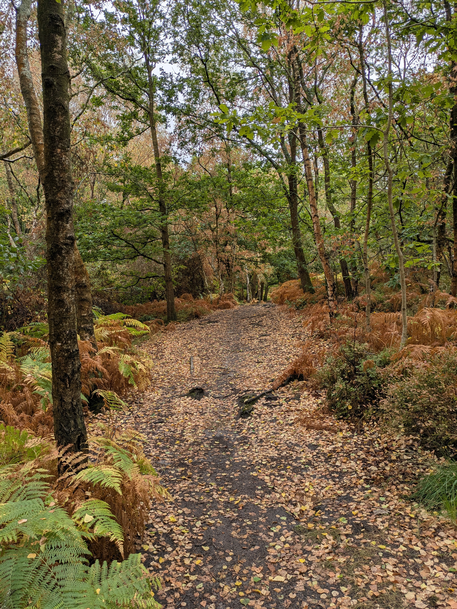 A forest trail covered with fallen leaves winds through trees with green and autumn-colored foliage.