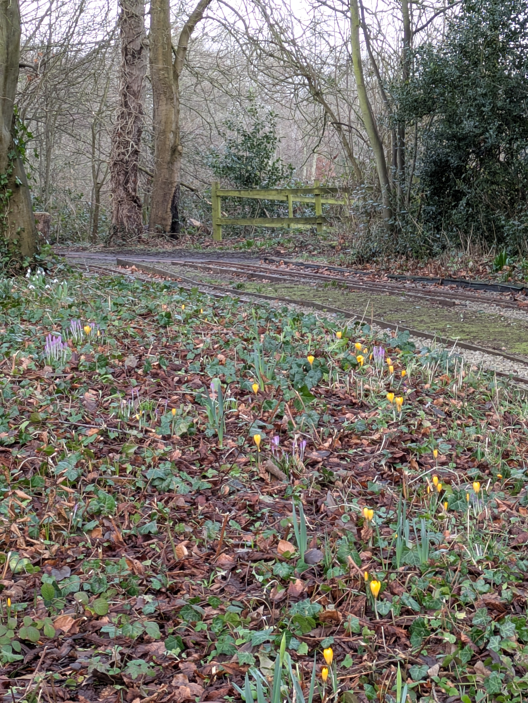 A woodland path is bordered by early spring flowers and trees.