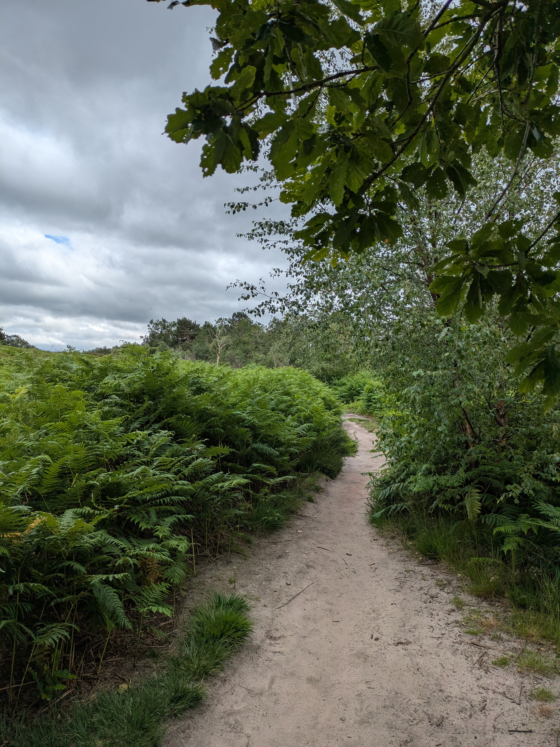 A winding dirt path cuts through dense greenery under an overcast sky.