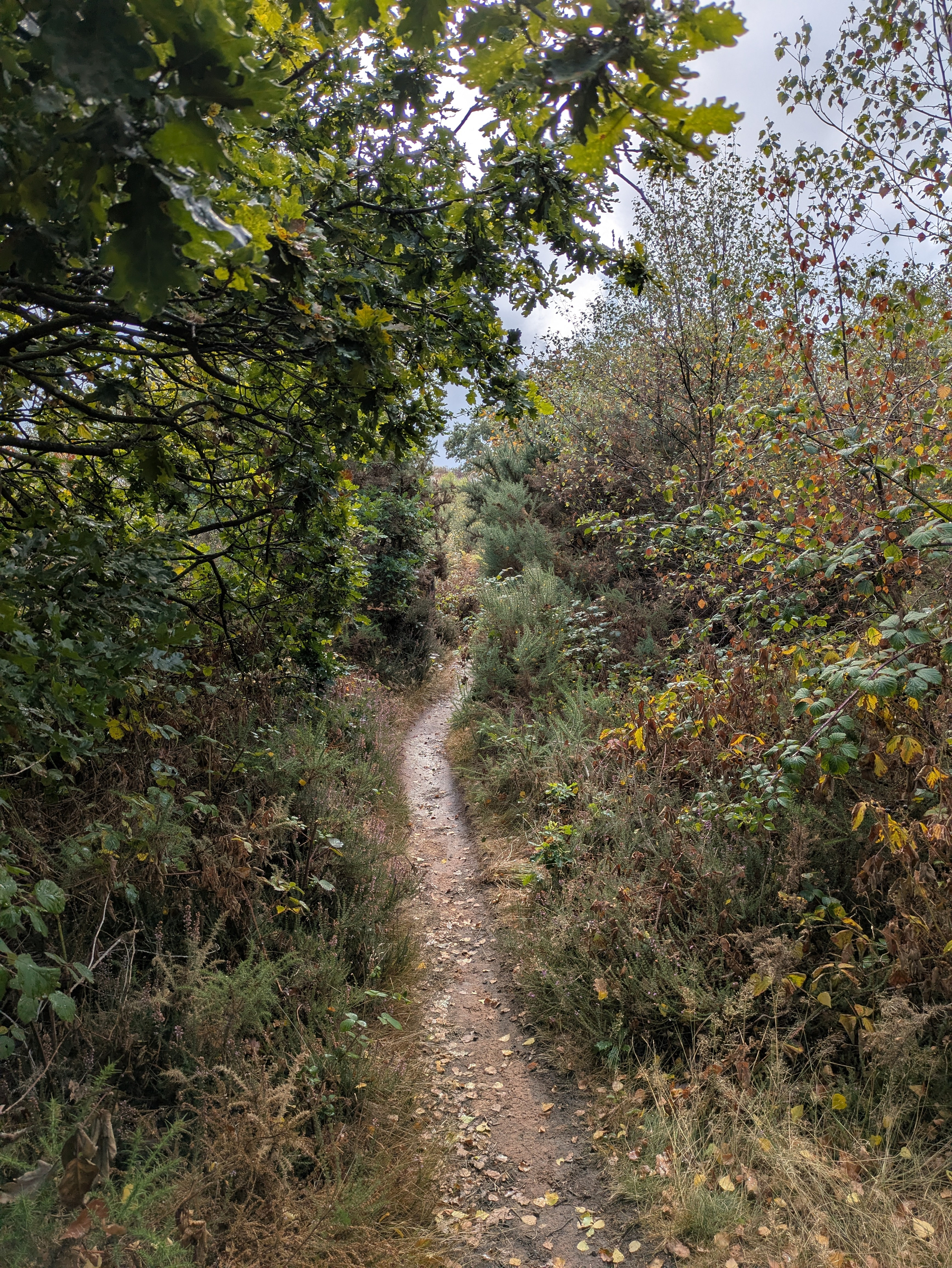 A narrow dirt path winds through dense green and autumn-colored foliage under a cloudy sky.