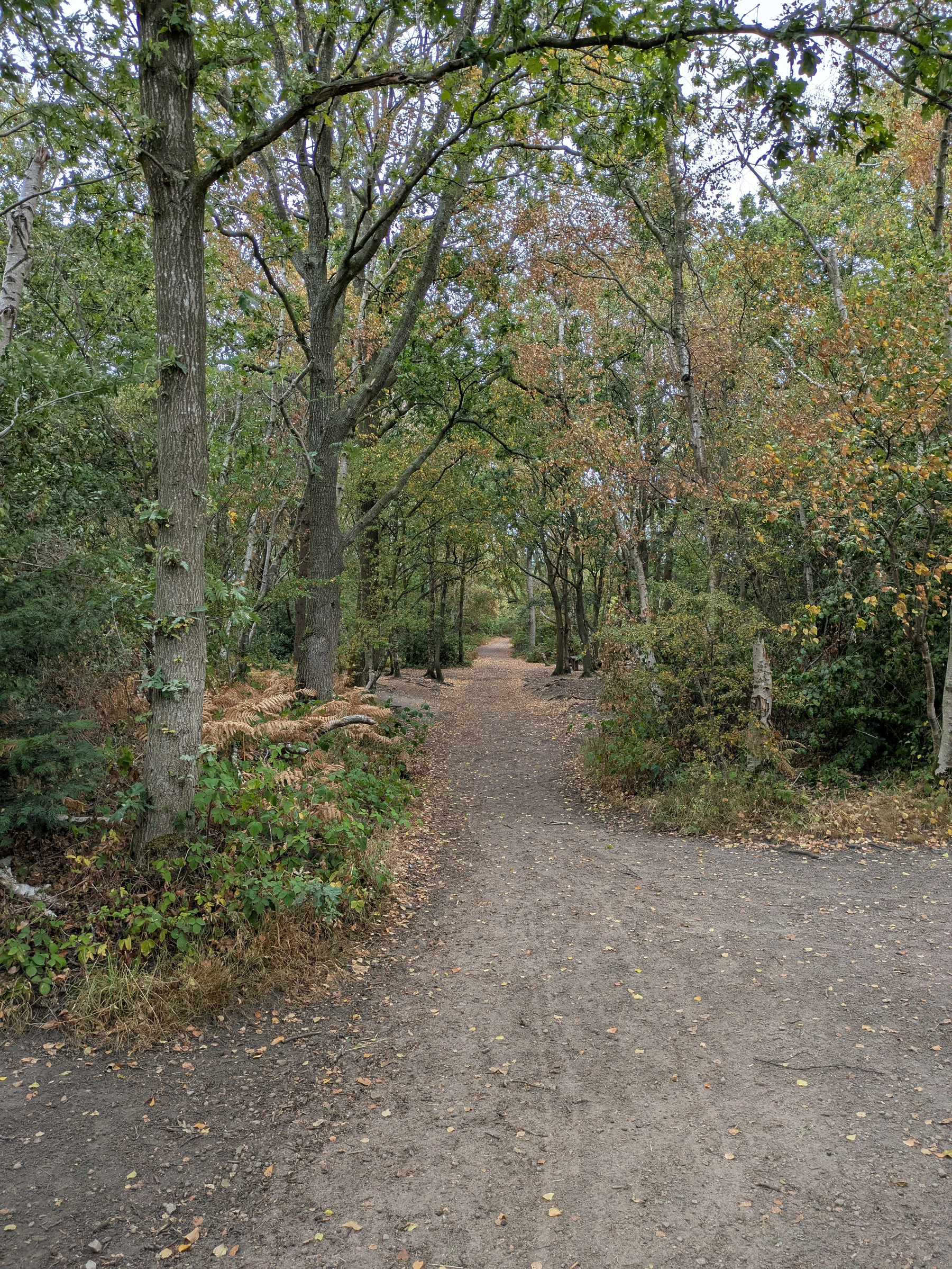 A dirt path runs through a forested area with trees showing early autumn foliage.