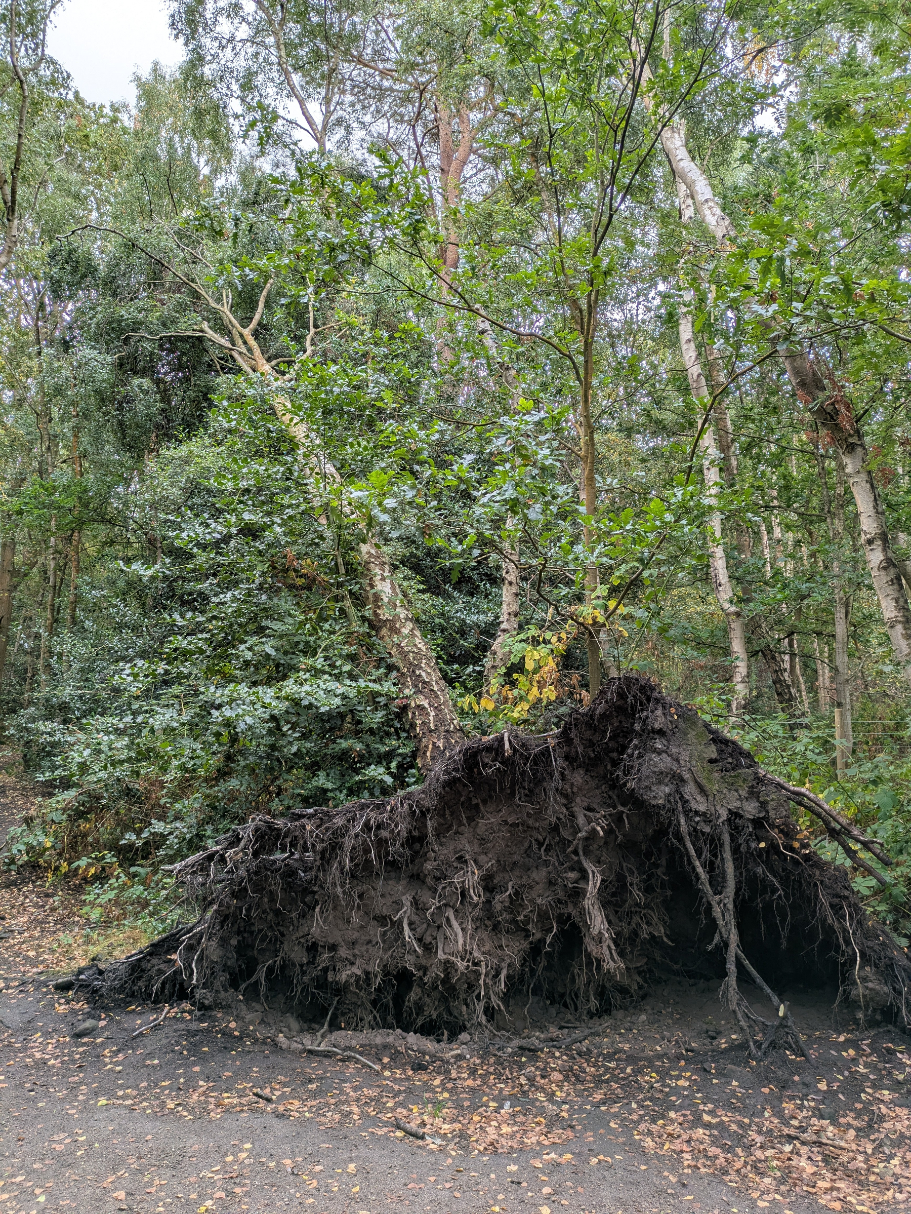 A large tree has fallen over with its extensive root system exposed in a dense forest area.