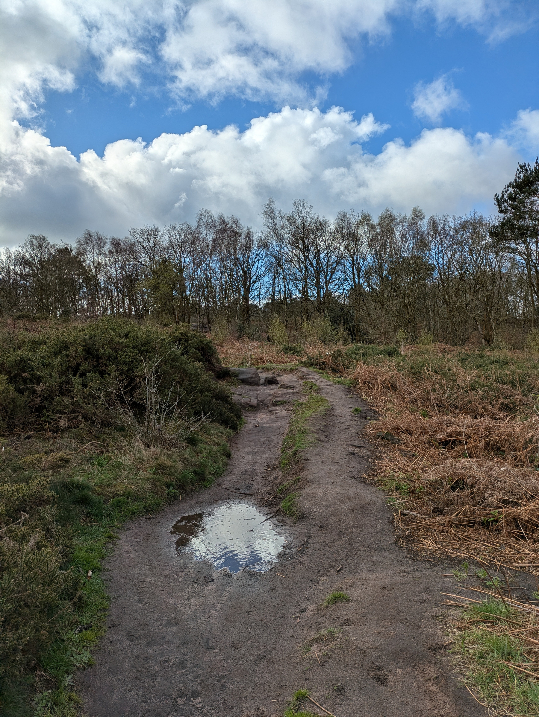 A muddy path with a small puddle leads through a landscape of trees and shrubs under a partly cloudy sky.