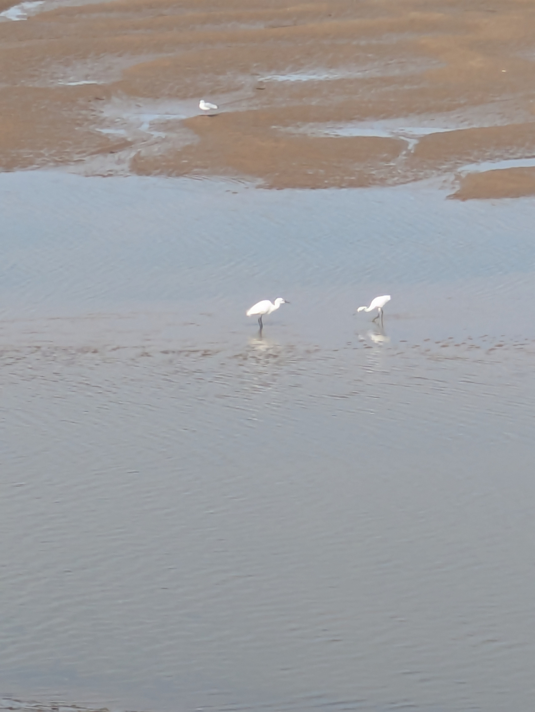 Two white birds are standing in shallow water while another bird rests on the muddy shore.