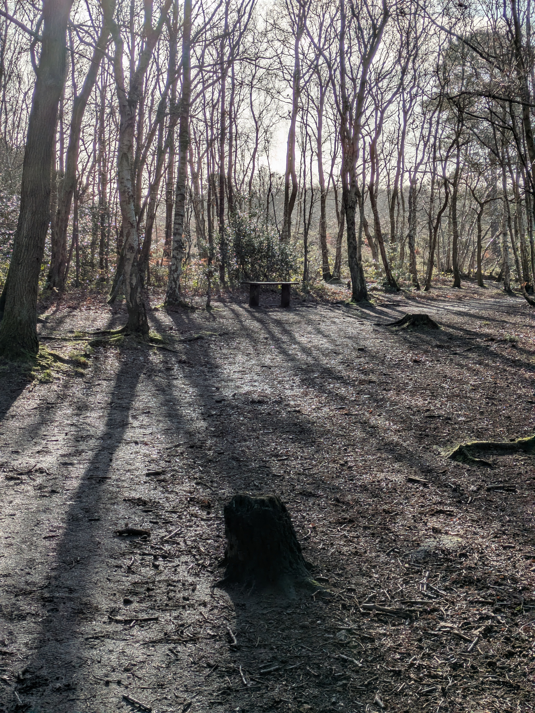 Sunlight casts long shadows of bare trees across a forest path with a wooden bench.