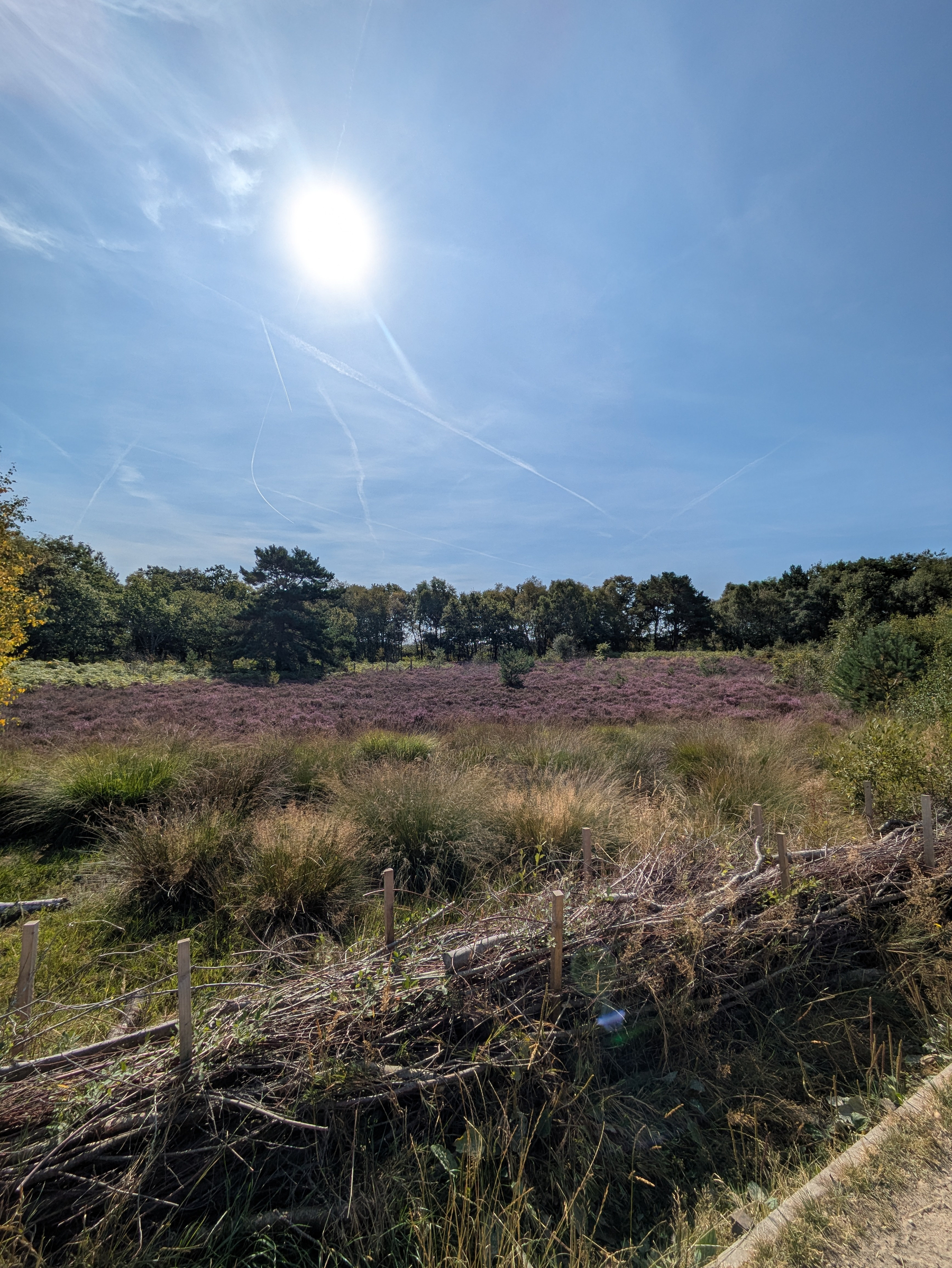 A sunny landscape features a field of purple-pink heather bordered by trees and a rustic wooden fence under a clear blue sky.