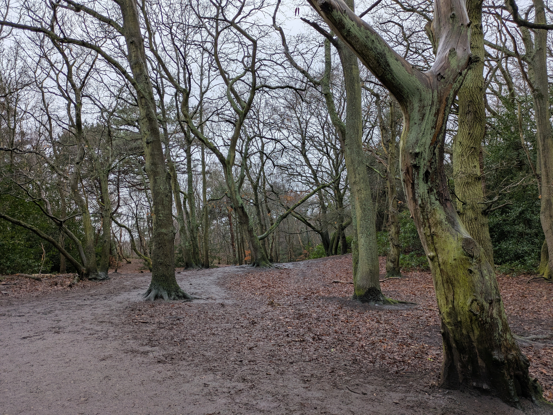 A wooded area with leafless trees and a ground covered in fallen leaves creates a serene, wintery scene.