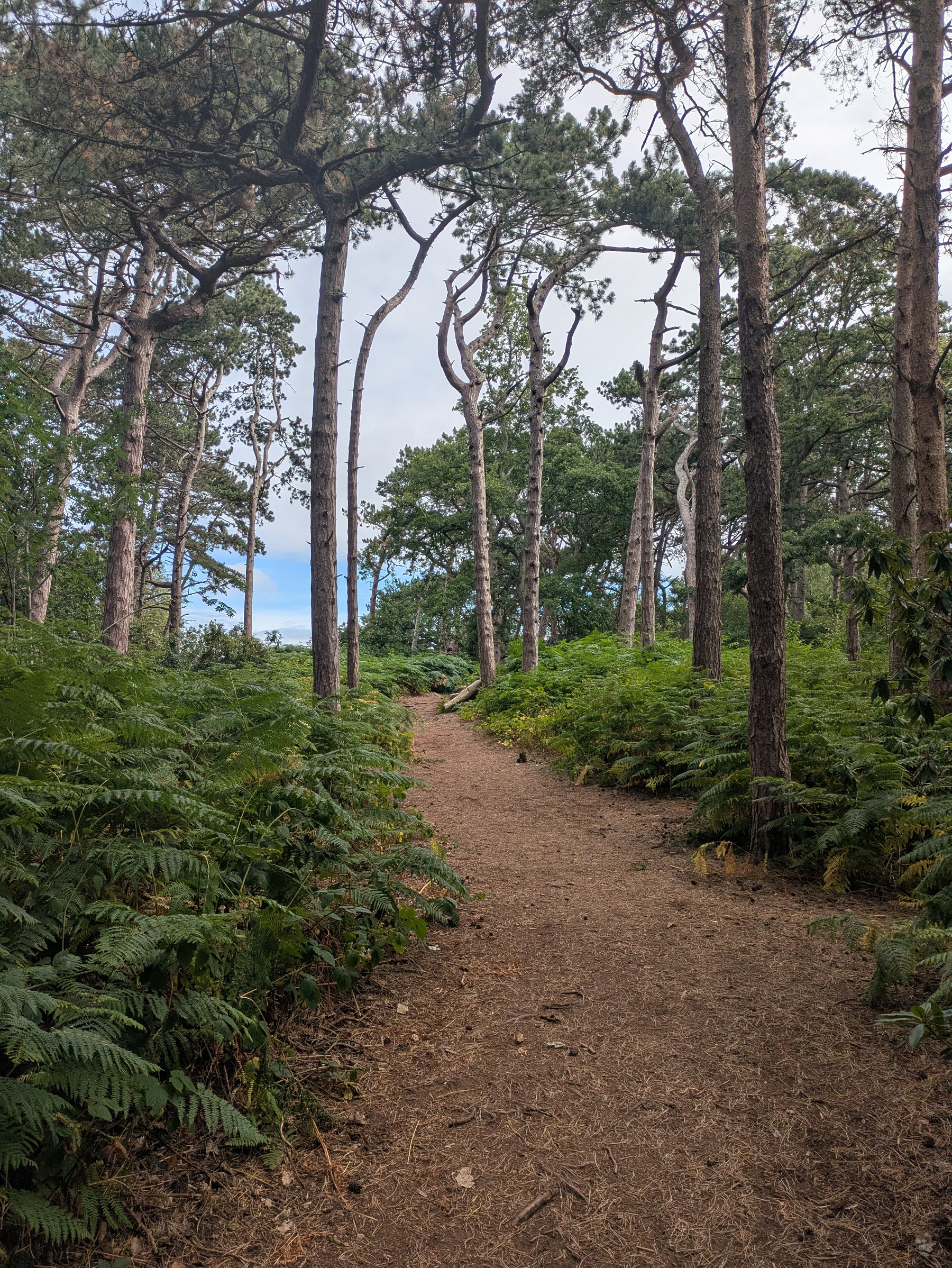 A dirt path winds through a forested area with tall trees and dense green ferns on either side.