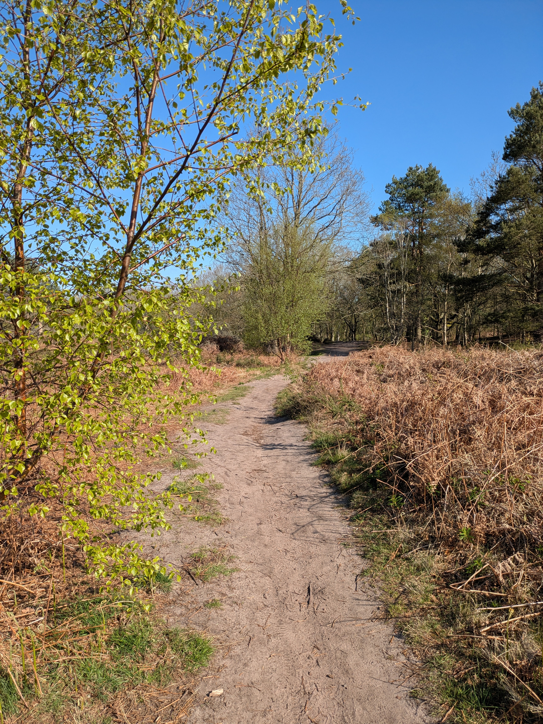 A narrow dirt path winds through a sunlit forest with trees and dry foliage on either side under a clear blue sky.