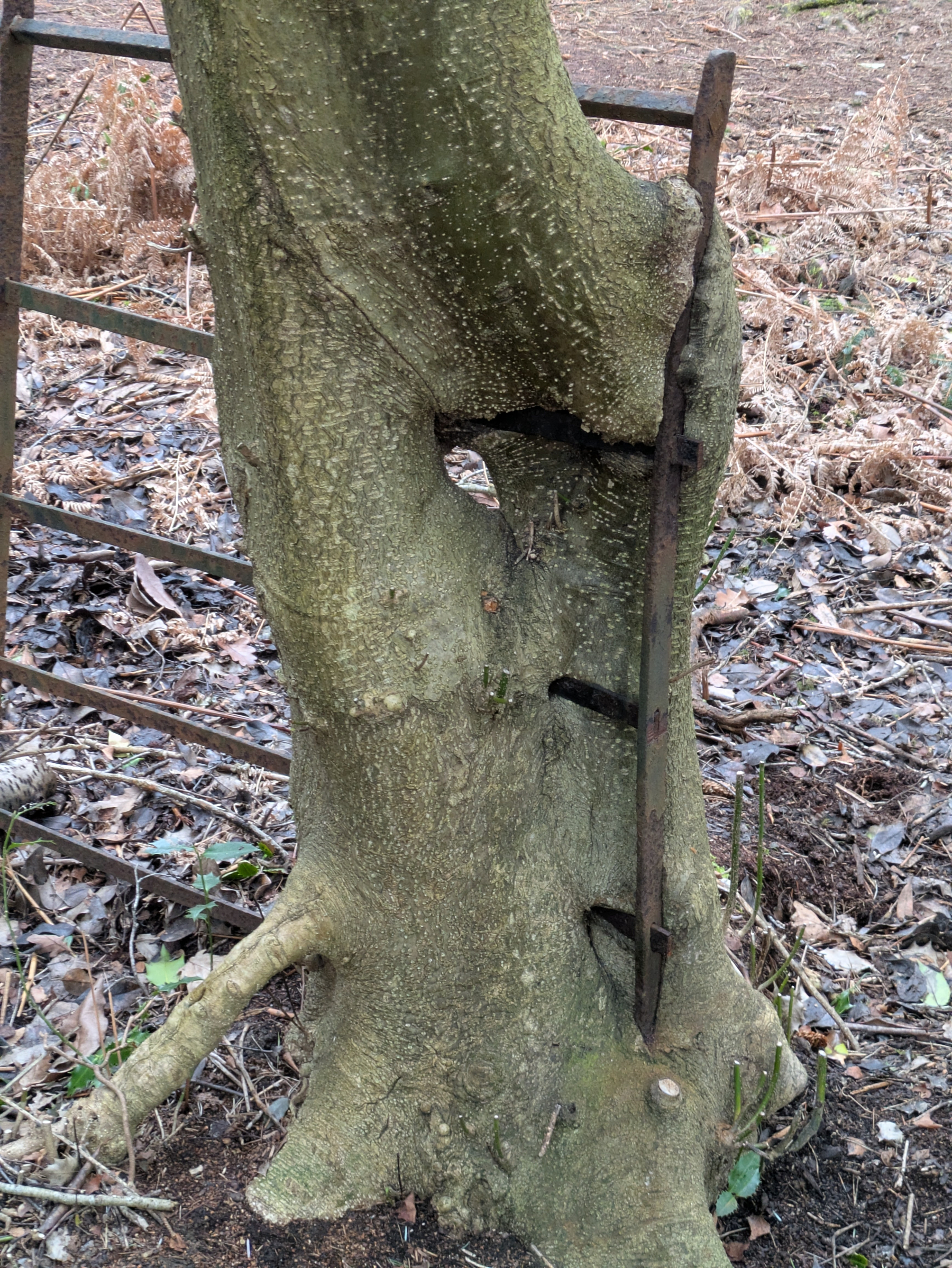 A tree has grown around a rusted metal fence, partially engulfing it within its trunk.