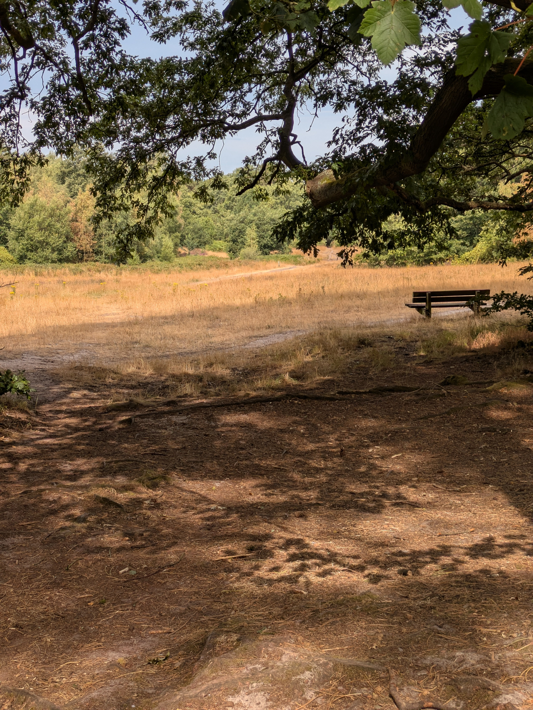 A wooden bench sits at the edge of a sunlit clearing, partially shaded by the branches of a large tree.