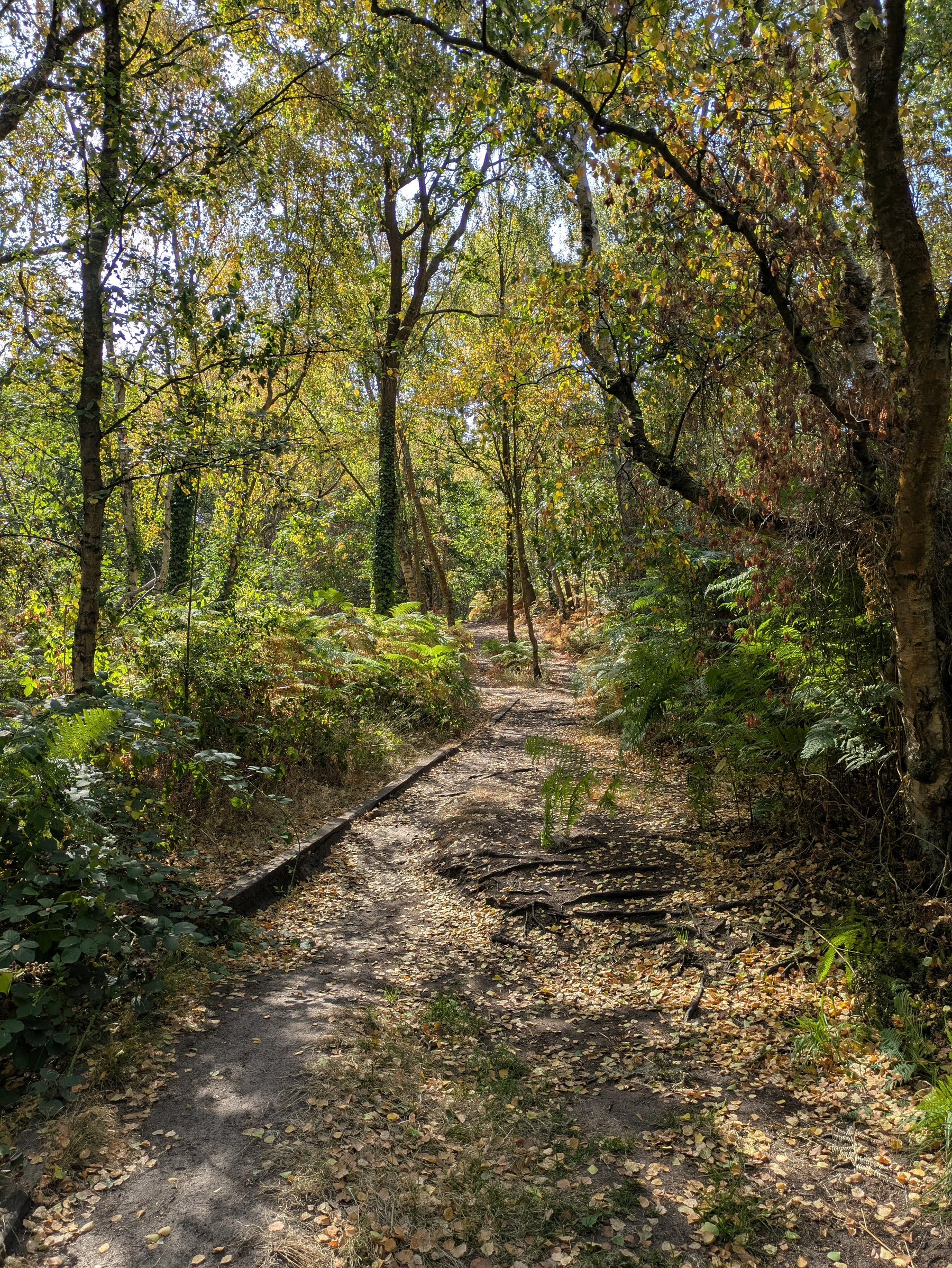 A sunlit forest path winds through trees with autumn-colored leaves and dense green undergrowth.