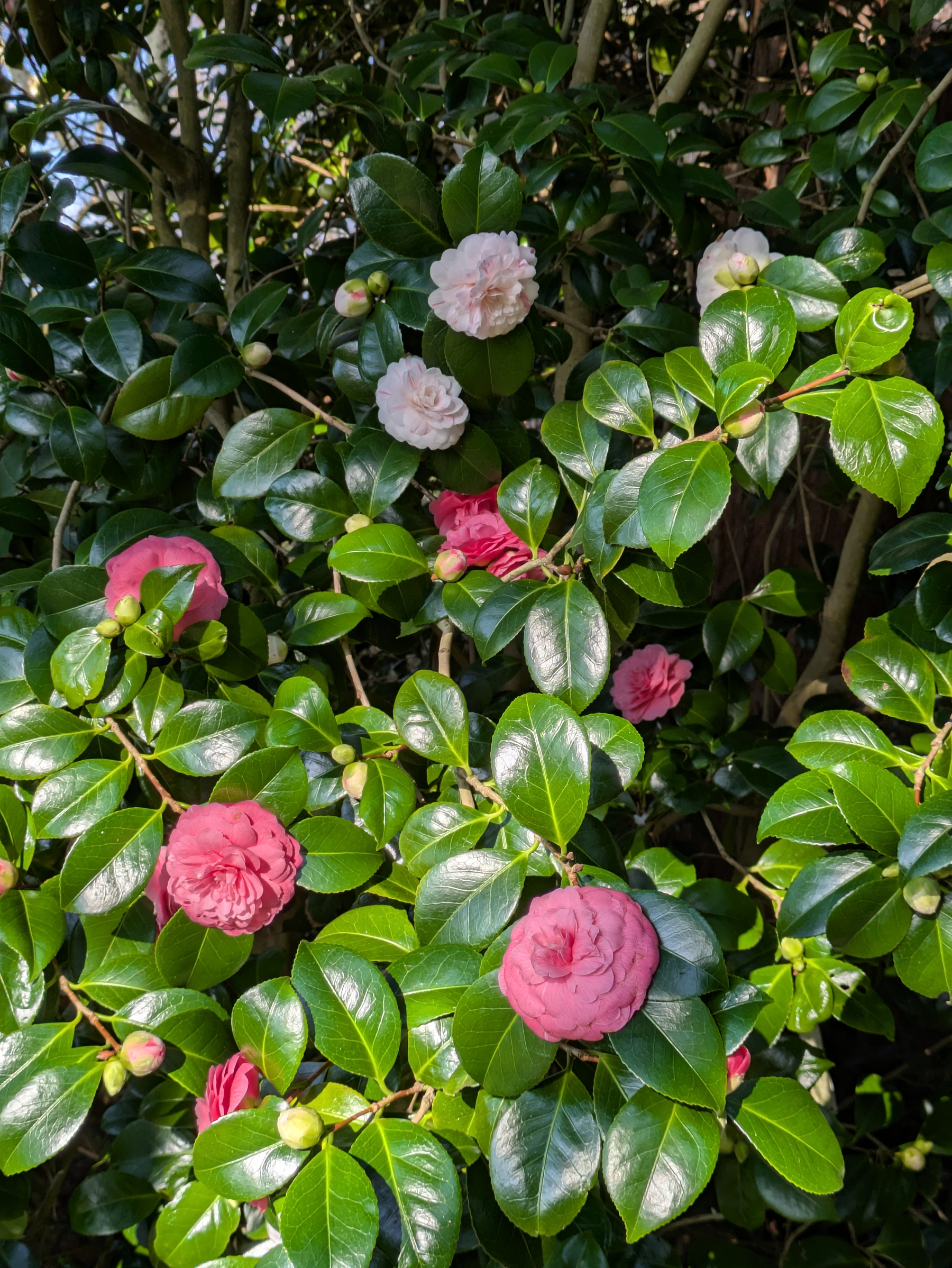 Vibrant pink and white flowers bloom among glossy green leaves in a lush garden setting.